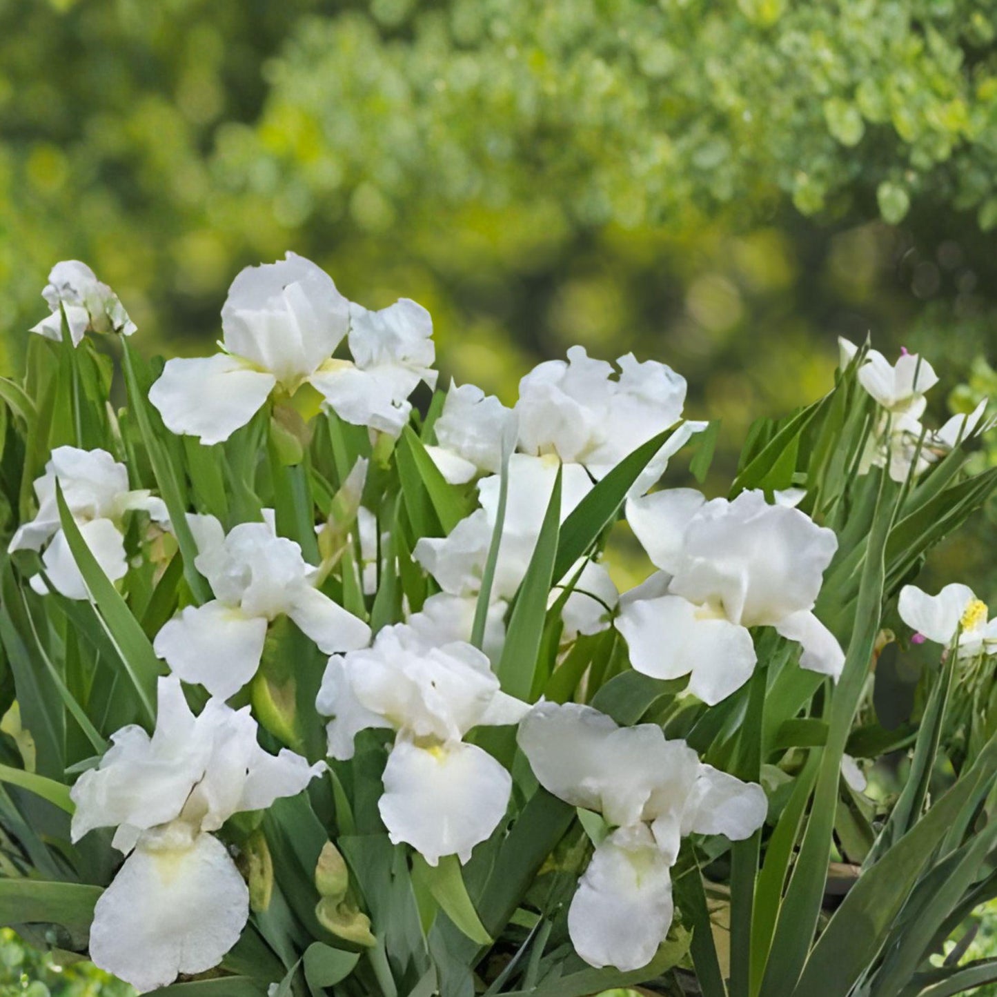 Bearded Iris Rhizome White Immortality – Reblooming Tall Fragrant Perennial Iris Plant (Iris germanica)