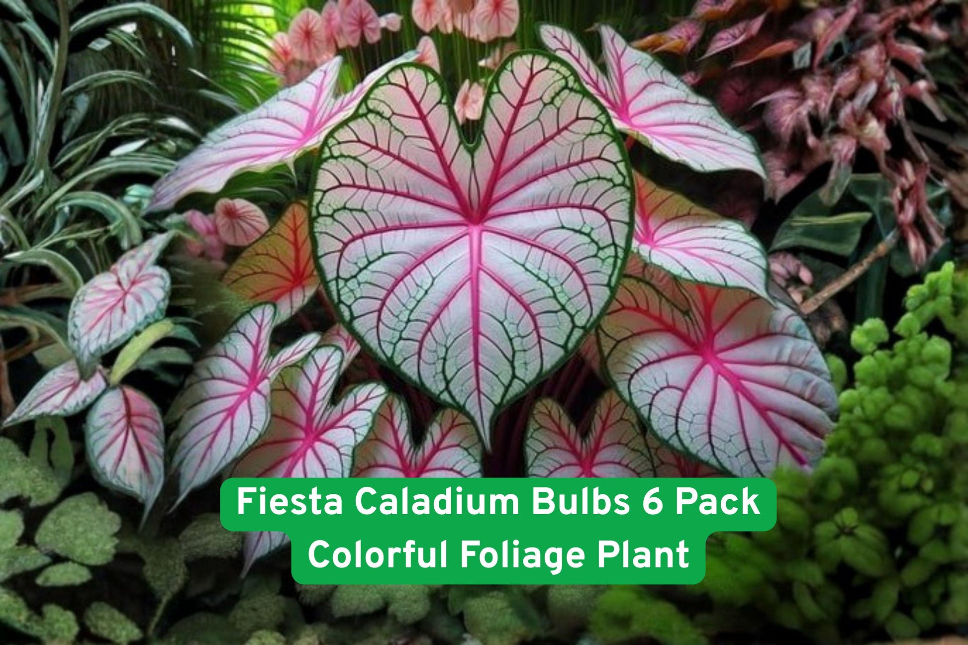 Colorful Caladium Bulbs, Tropical Foliage Plants, Shade Garden Bulbs, Multi-Color Caladium, Container Plant Bulbs, Easy Grow Caladiums, Bright Foliage Tubers, Tropical Garden Decor, Decorative Foliage Plants, Fast Growing Bulbs, Party Caladium Varieties, Garden Accent Bulbs, Vibrant Tropical Plants