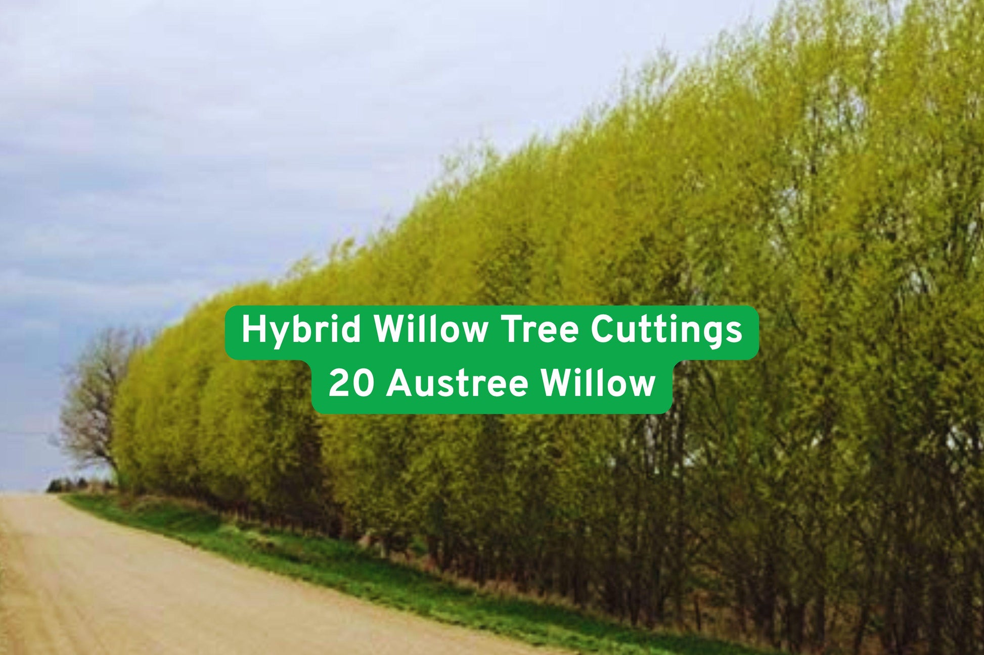 fast growing privacy hedge, willow tree cuttings, shade trees for yard, instant privacy screen, windbreak plant, live tree cuttings, fast-growing landscape tree, deciduous hedge plant, green foliage trees, quick shade trees, outdoor privacy barrier, adaptable planting trees, large landscape trees
