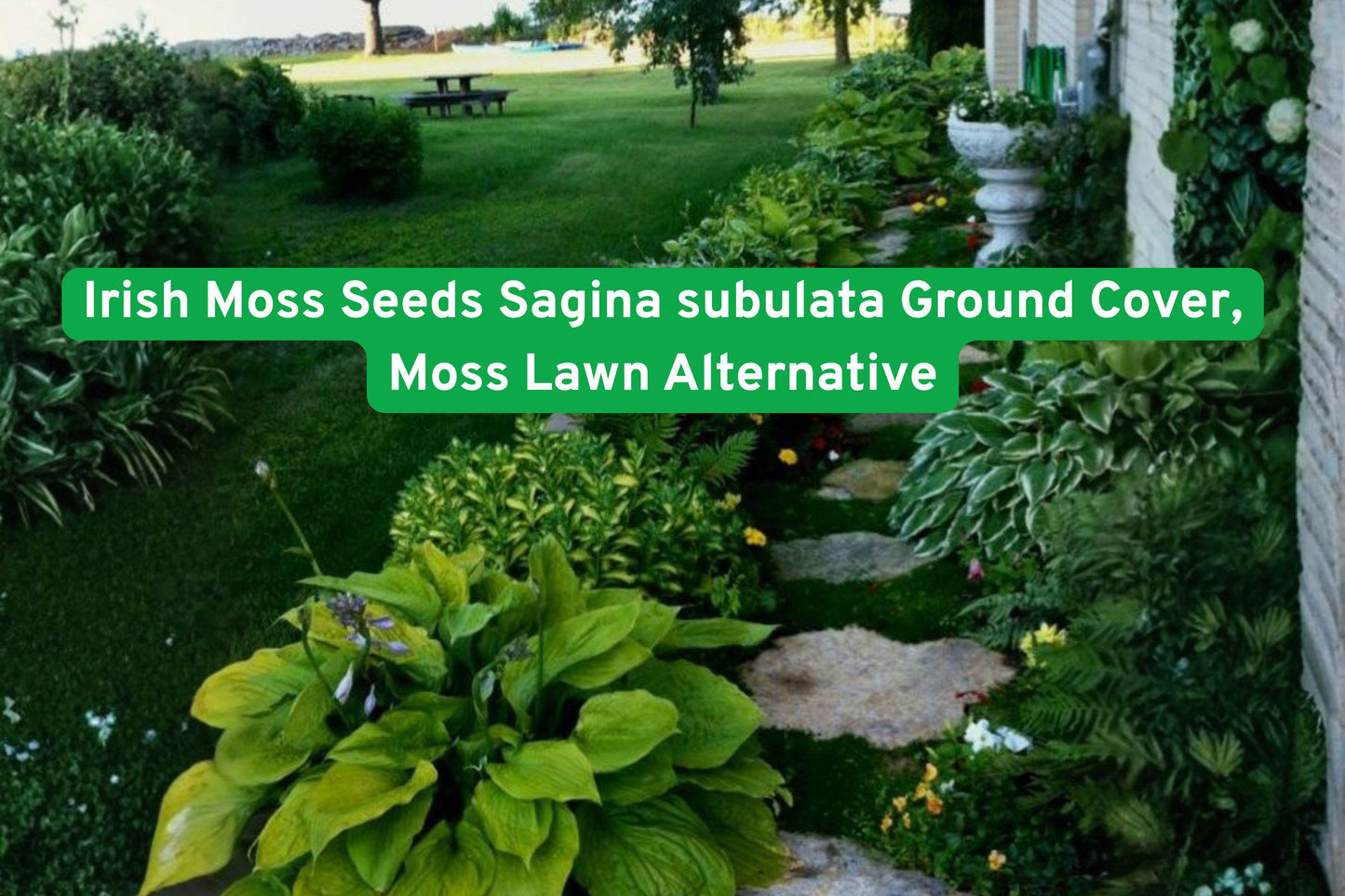 Irish Moss Seeds, Ground Cover Seeds, Sagina Subulata Seeds, Moss Lawn Alternative, White Flower Ground Cover, Low Maintenance Garden Plant, Pathway Ground Cover, Rock Garden Plant, Container Spilling Plant, Lawn Replacement Seeds, Green Carpet Ground Cover, Summer Blooming Seeds, Cottage Garden Plant