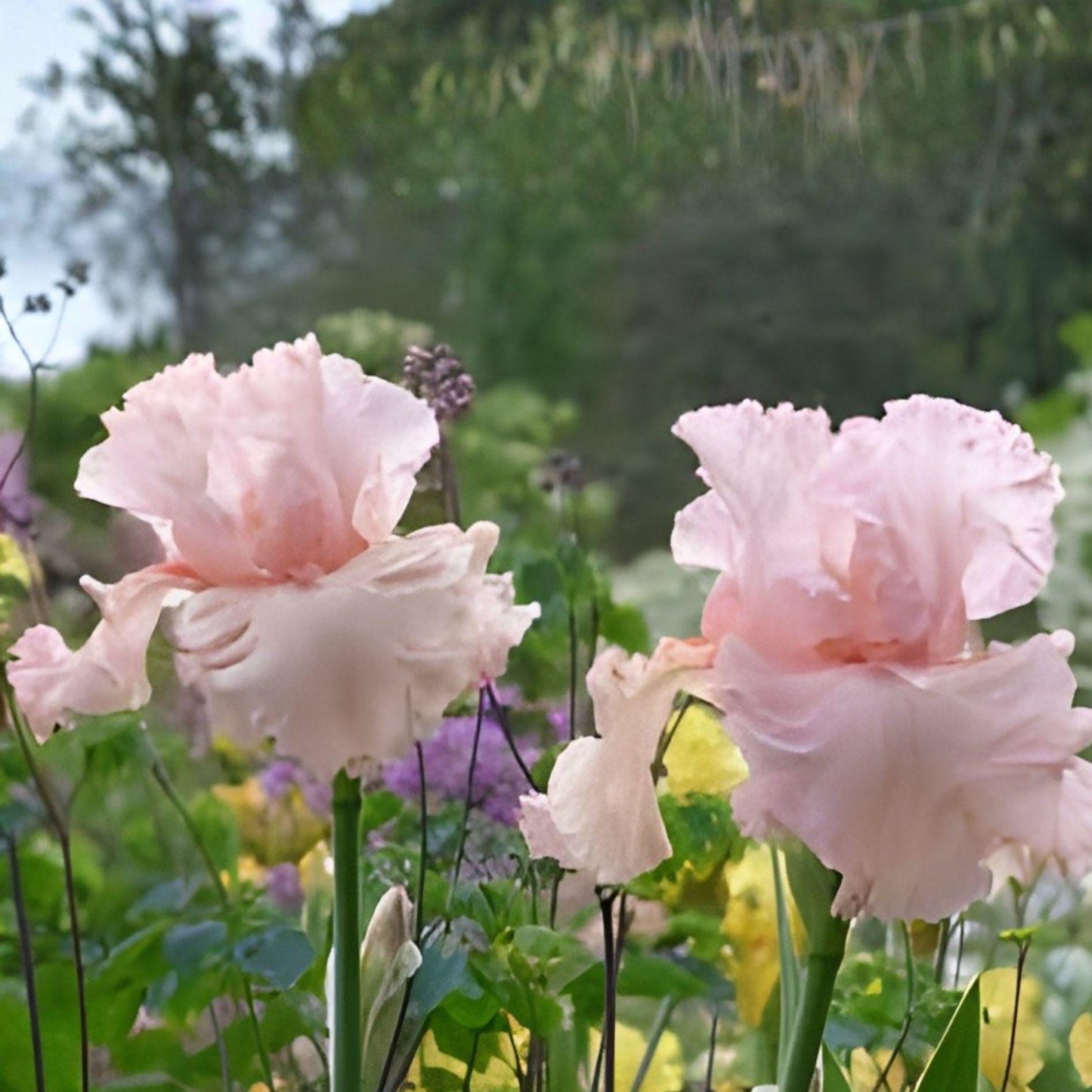 Pink Bearded Iris Bulb – Cherub’s Smile Tall Ruffled Perennial Garden Plant, Iris germanica