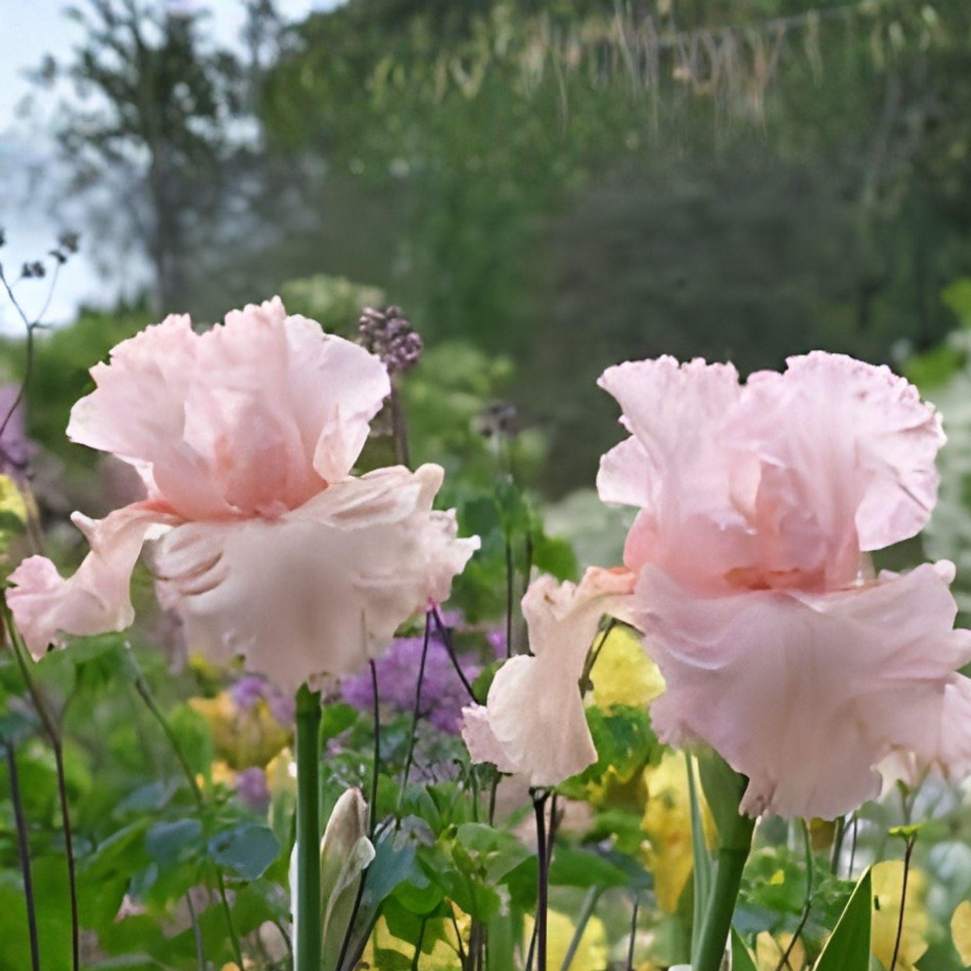 Pink Bearded Iris Bulb – Cherub’s Smile Tall Ruffled Perennial Garden Plant, Iris germanica