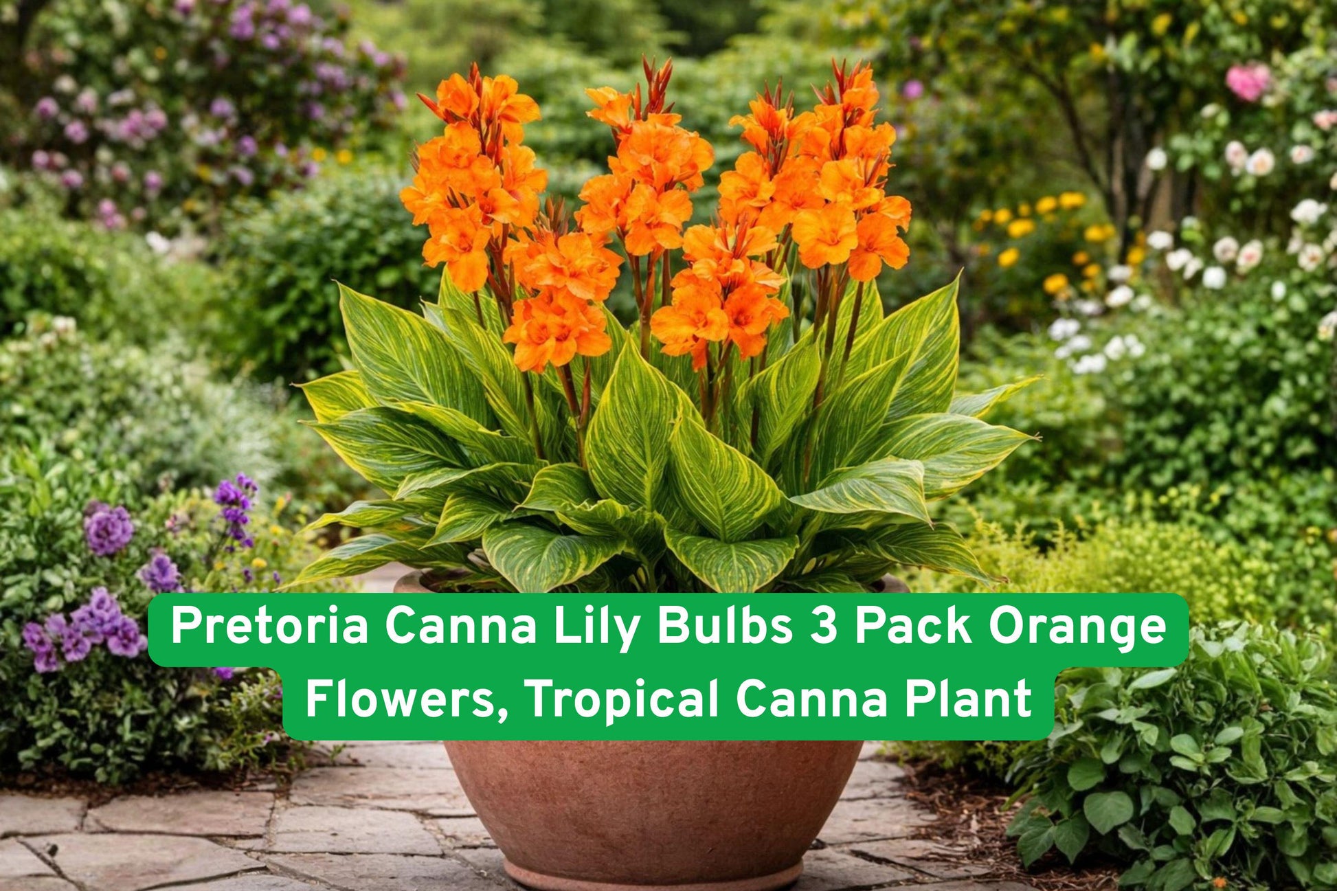 tropical canna lily,orange flower bulbs,garden border plants,container canna bulbs,bright orange flowers,striped foliage plant,summer blooming bulbs,tropical garden plant,exotic garden flowers,large leafy canna,flowering garden bulbs,easy grow tropical plant,summer color display