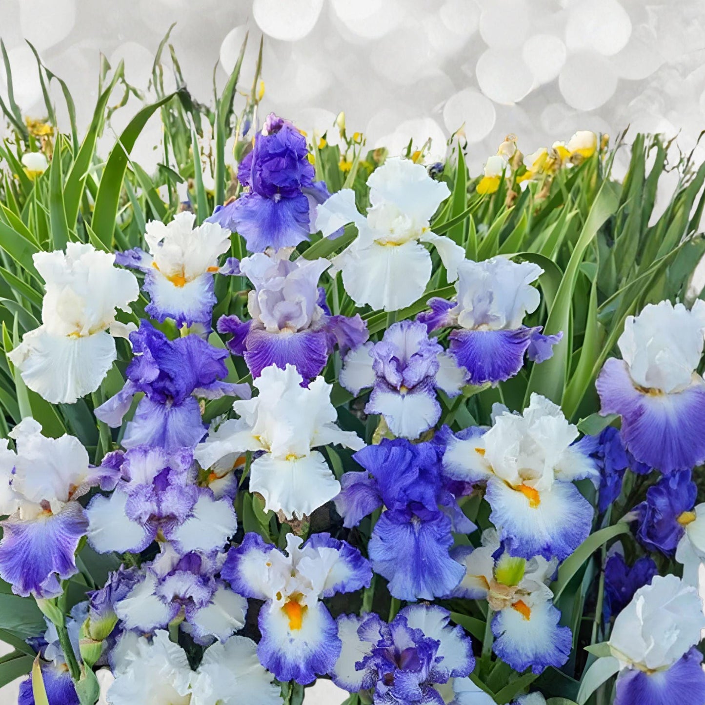 Bearded Iris Rhizomes – Blue Heaven Mix, Tall Perennial Garden Flowers, Drought Tolerant, Easy to Grow, California Native