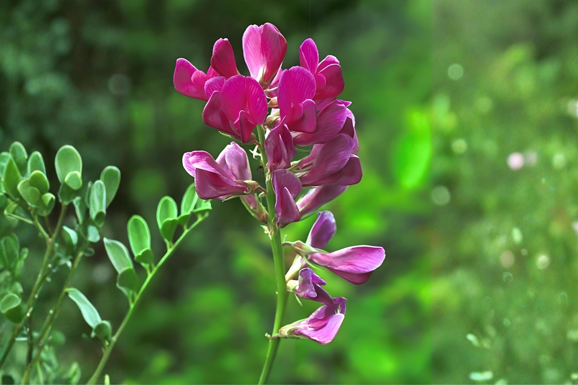Utah Sweetvetch Seeds 25 | Native Hedysarum boreale Wildflower for Xeriscape, Prairie & Pollinator Gardens