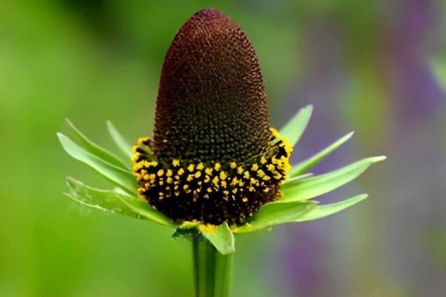 Western Coneflower Seeds | Native Wildflower | Rudbeckia occidentalis | Drought-Tolerant Pollinator Plant