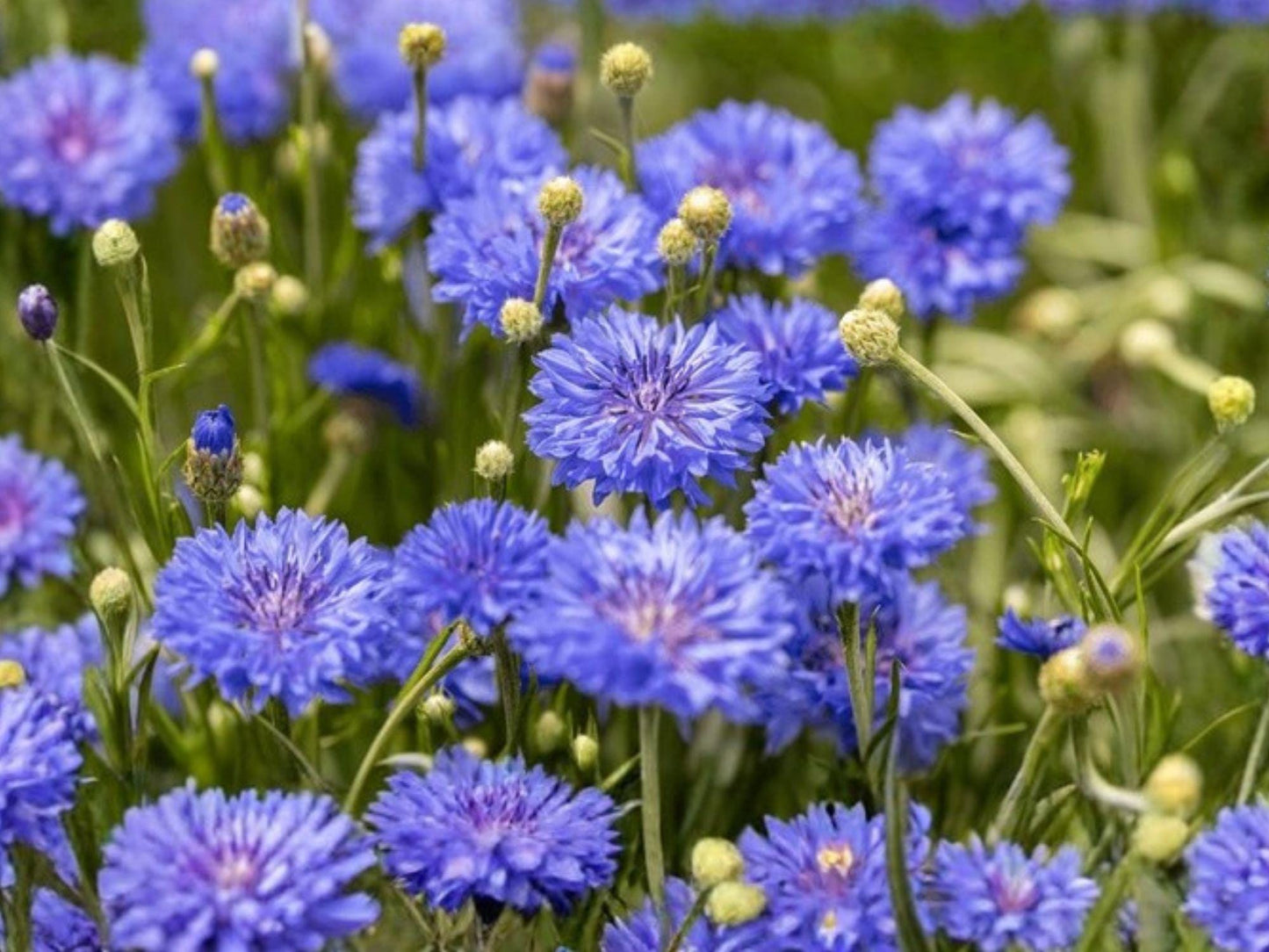 Blue Bachelor’s Button Seeds | Centaurea Cyanus | Bright Blue Cornflower | Annual Flower for Garden Beds & Borders