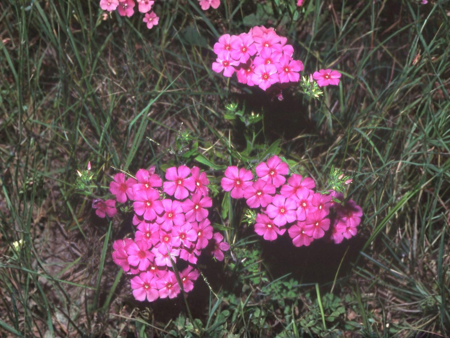 Annual Phlox Flower Seeds | Phlox drummondii | Bright Mixed Colors for Garden & Container Planting
