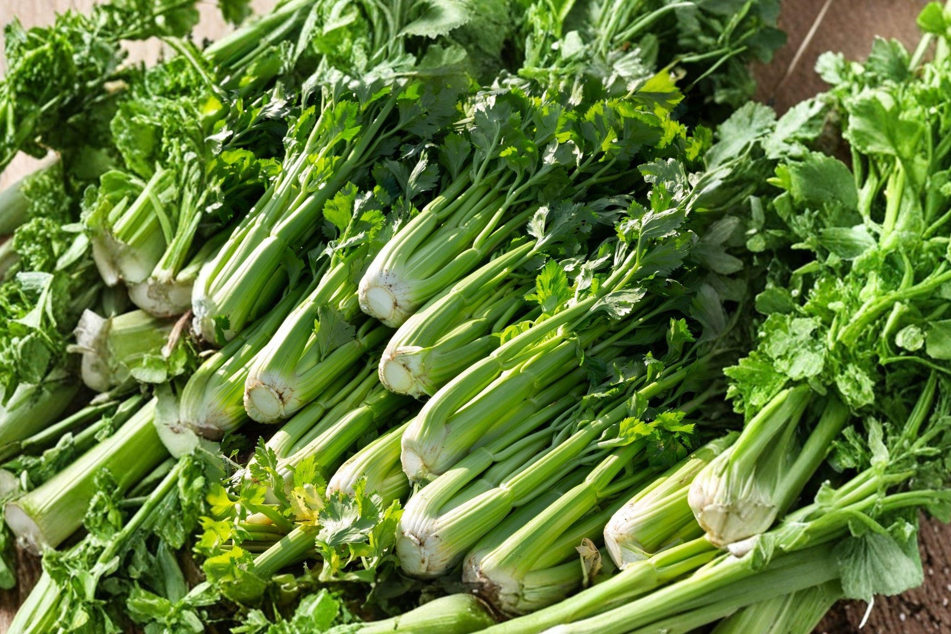 Tall Utah Celery Seeds – Crisp Stringless Stalks for Home Gardening, High Yield, Apium graveolens