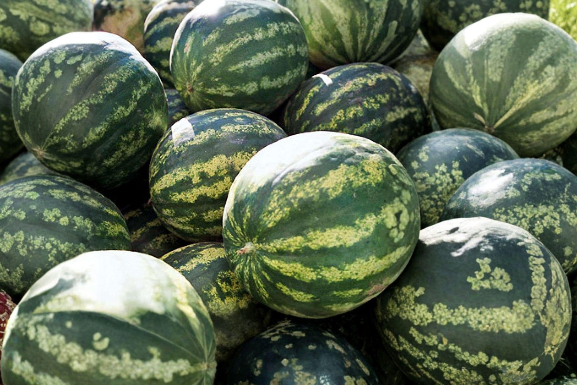 Crimson Sweet Watermelon Seeds - Heirloom Organic Non-GMO Garden Seeds for Juicy, Sweet Fruit