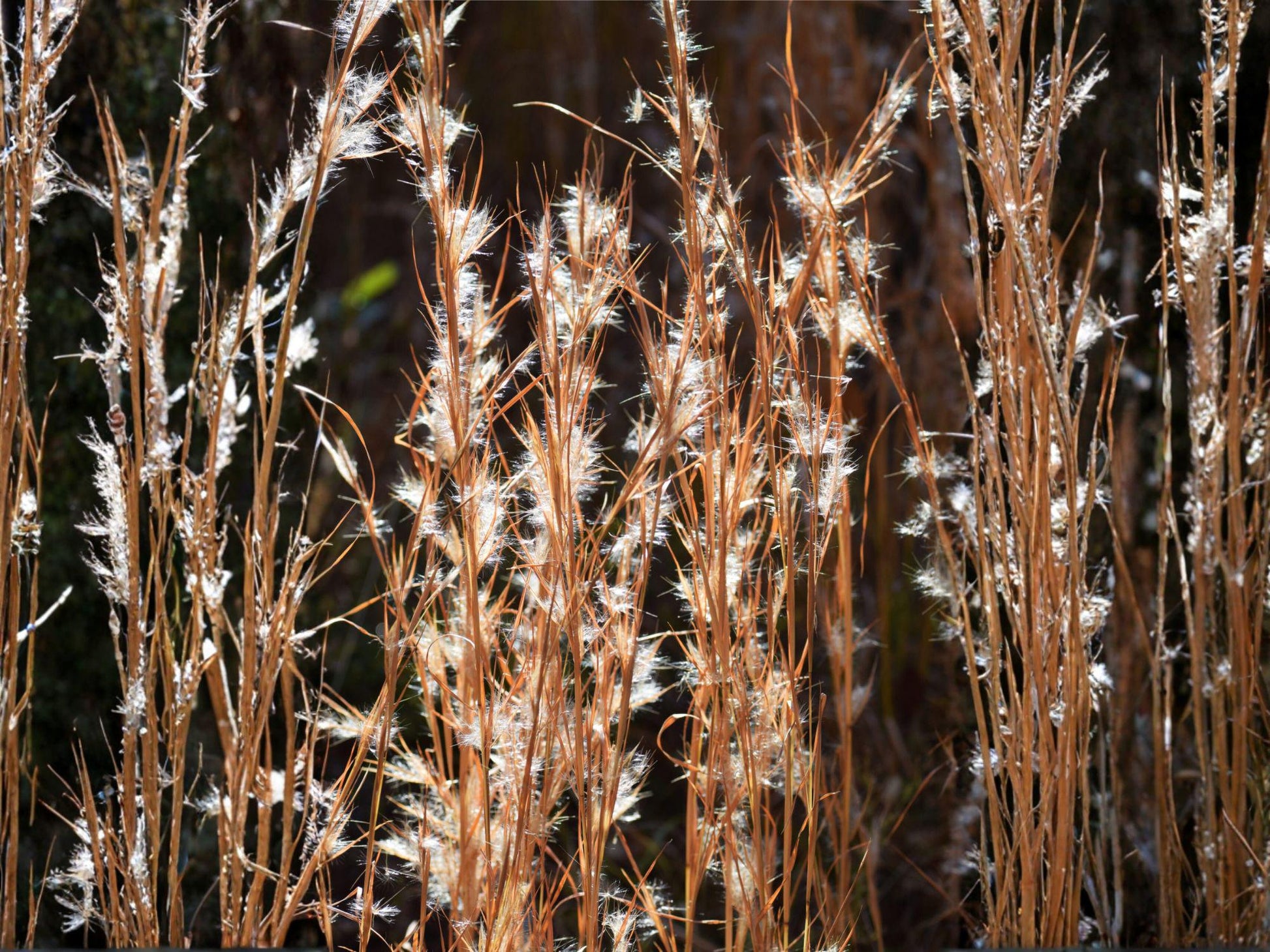 Andropogon virginicus Seeds – Native Ornamental Prairie Grass, Non-GMO, Heirloom, Drought Tolerant, Low Maintenance, Natural Landscape Plant
