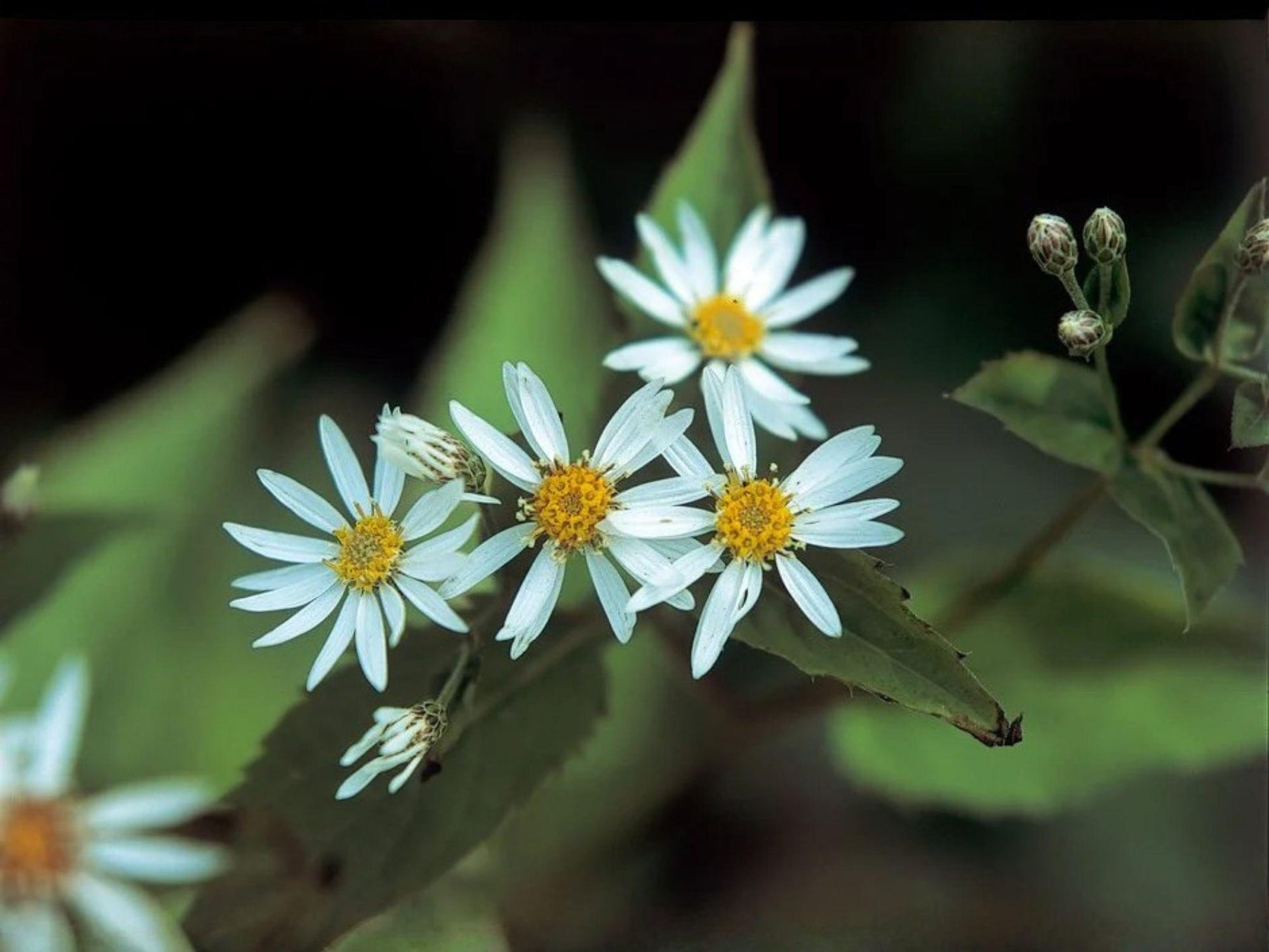 Schreber’s Wood Aster Seeds – Heirloom Native Shade Perennial Wildflower – Eurybia schreberi, Pollinator-Friendly Groundcover