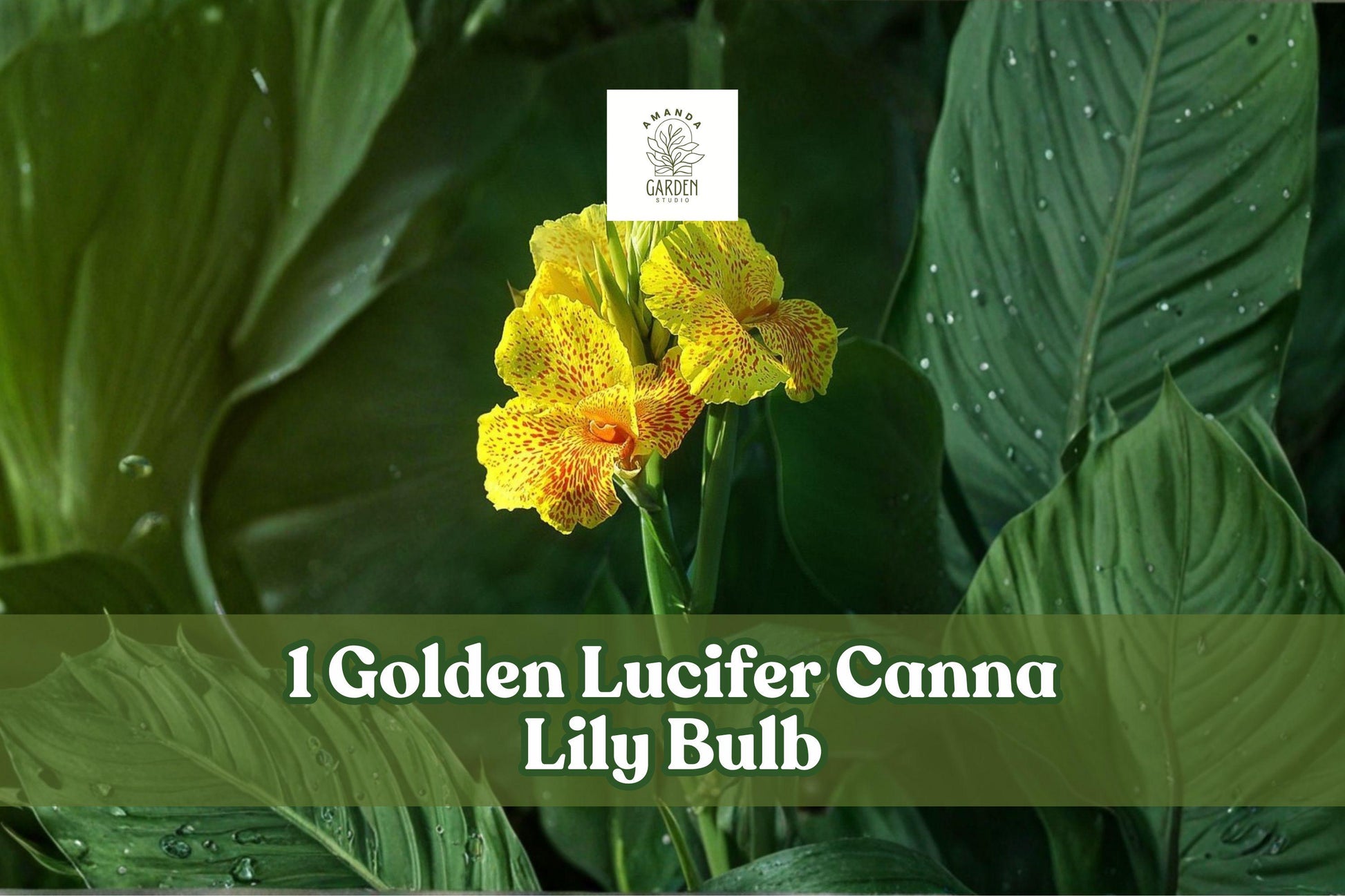 Golden Lucifer Canna Lily Bulb | Tropical Perennial Canna indica with Red & Yellow Flowers for Garden & Container