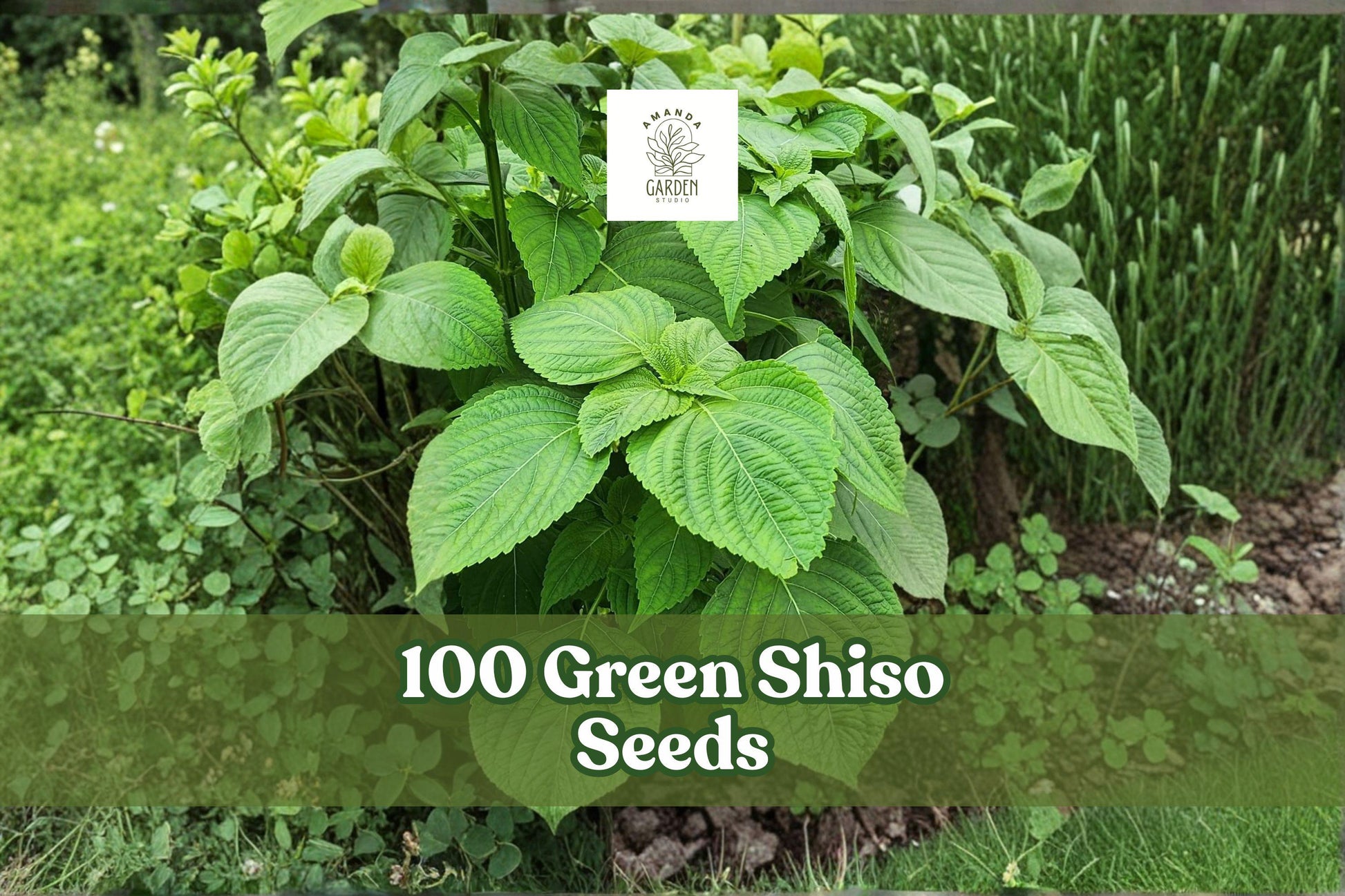 Green Shiso Seeds – Perilla frutescens Herb for Culinary Gardens, Containers & Indoor Growing, 100+ Seeds