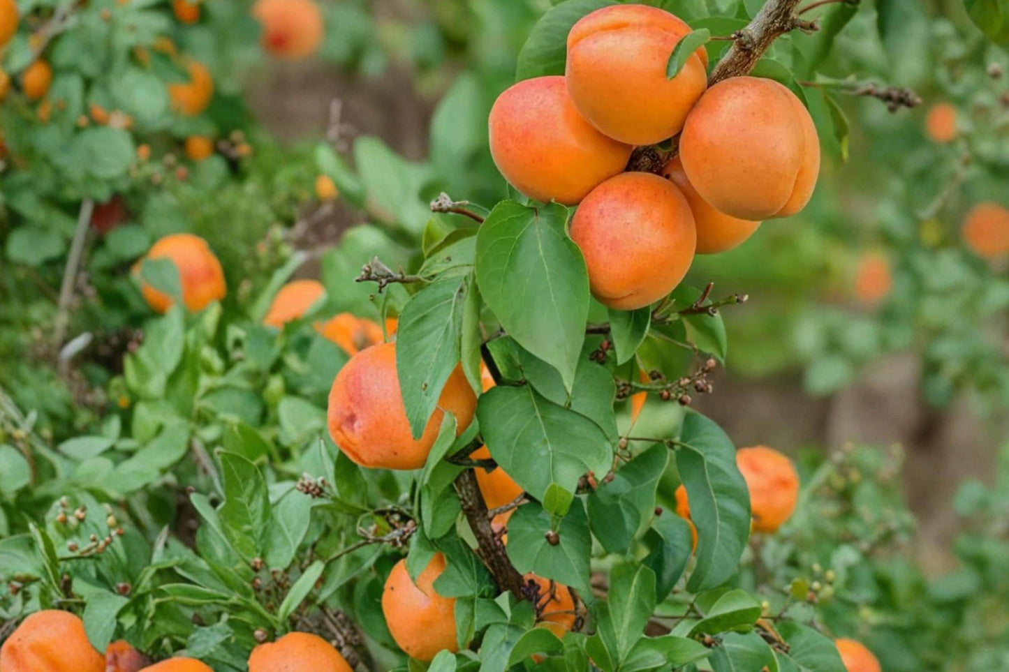 Apricot Tree Seedling – Prunus armeniaca – Fruit-Bearing Young Orchard Tree for Garden or Home Planting