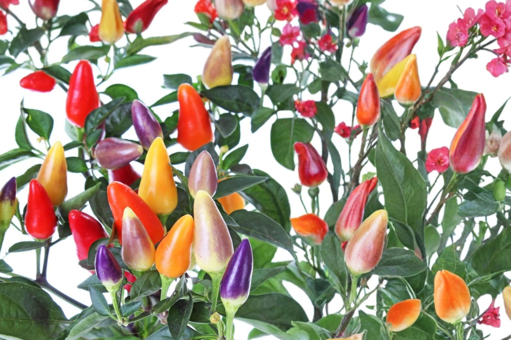 5 Color Pepper Seeds – Capsicum annuum, Multicolor Ornamental and Edible Plant, Compact Garden and Container Pepper Seed