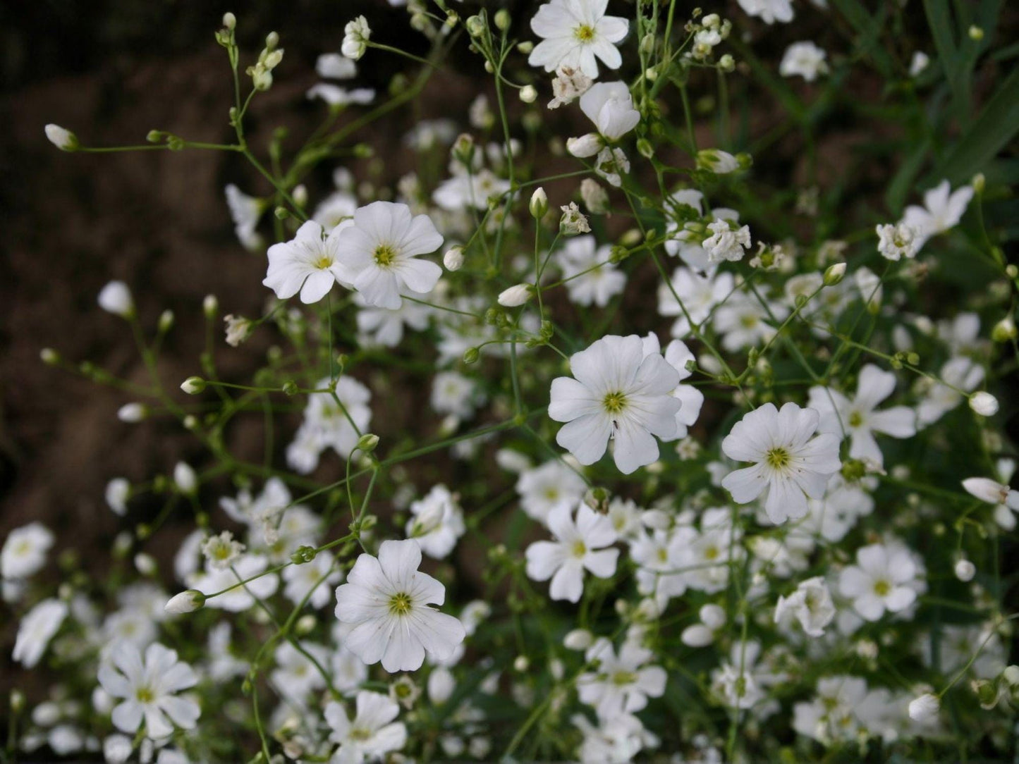 Baby’s Breath Covent Garden White Seeds | Gypsophila elegans, White Flowers, Annual Garden Plant, 100 Seeds