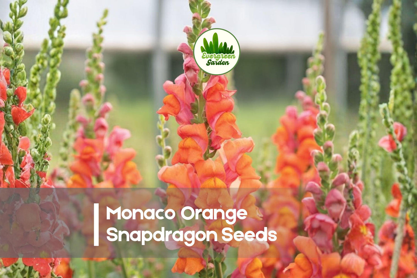 1000 Monaco Orange Snapdragon Seeds - Bright Orange Antirrhinum majus for Cut Flowers, Borders & Pollinator Gardens