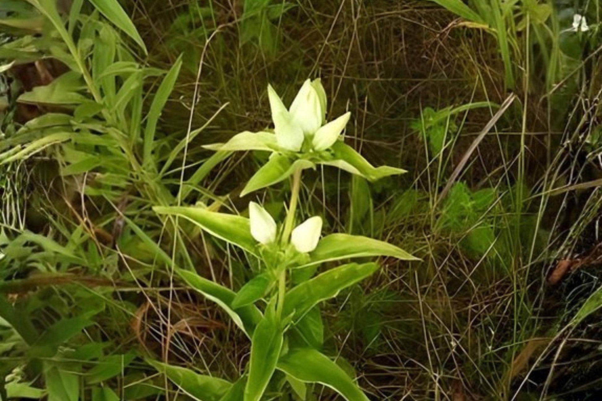 Cream Gentian Seeds (Gentiana flavida) – Native Wildflower for Woodland Gardens & Pollinator Habitats, 100 Seeds