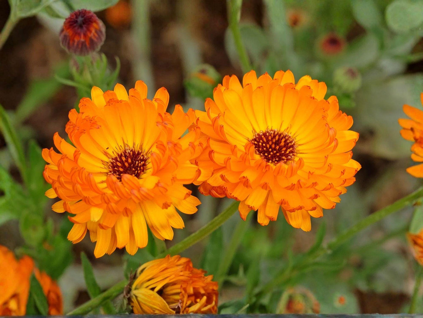 Calendula Officinalis Pacific Beauty Orange Flower Seeds – Bright Orange Daisy-Like Blooms for Garden & Container Planting