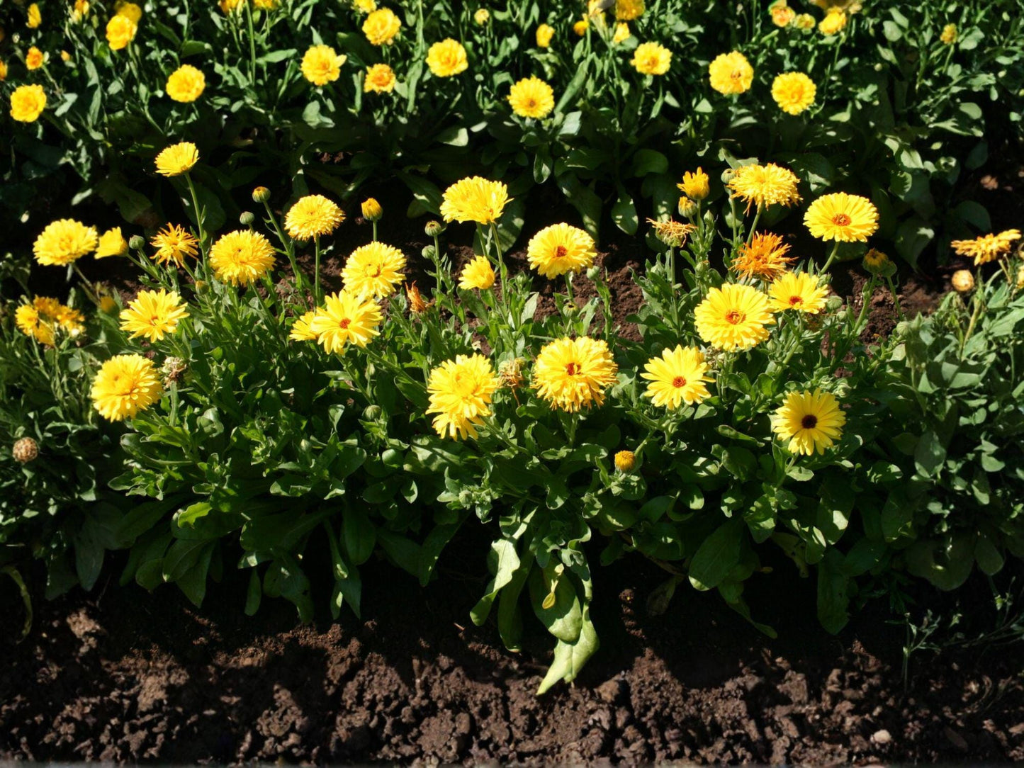 Calendula Officinalis Seeds | Pacific Beauty Dark Yellow Flower | Bright Daisy-Like Blooms for Garden & Container Planting
