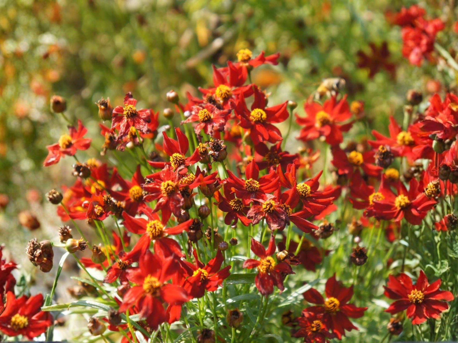 Dwarf Red Coreopsis Seeds | Plains Coreopsis Flower | Coreopsis tinctoria | Bright Red & Yellow Blooms | 250 Seeds