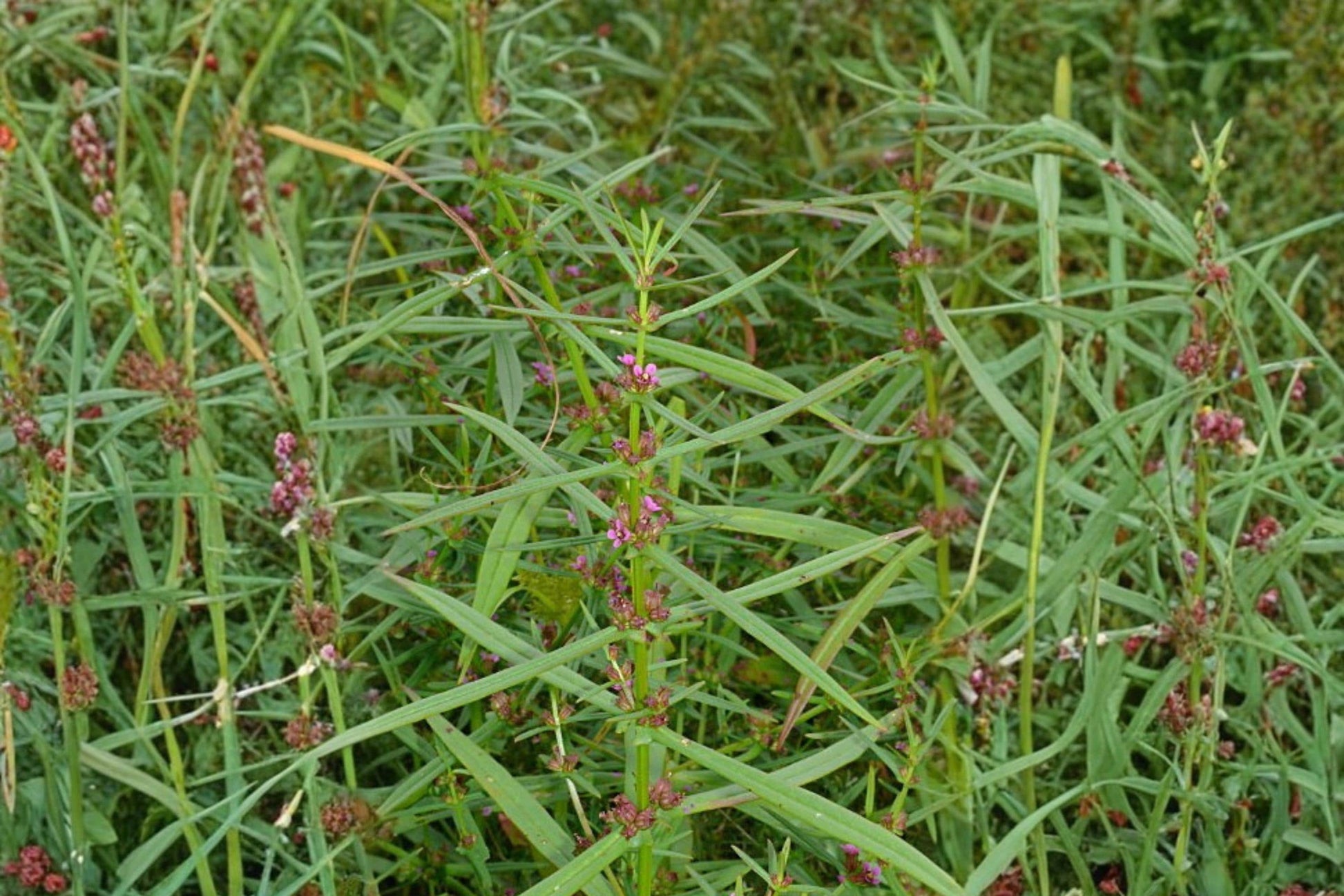 Scarlet Toothcup Seeds 1000 Ammannia coccinea Wetland Native Annual Plant for Pond Edges