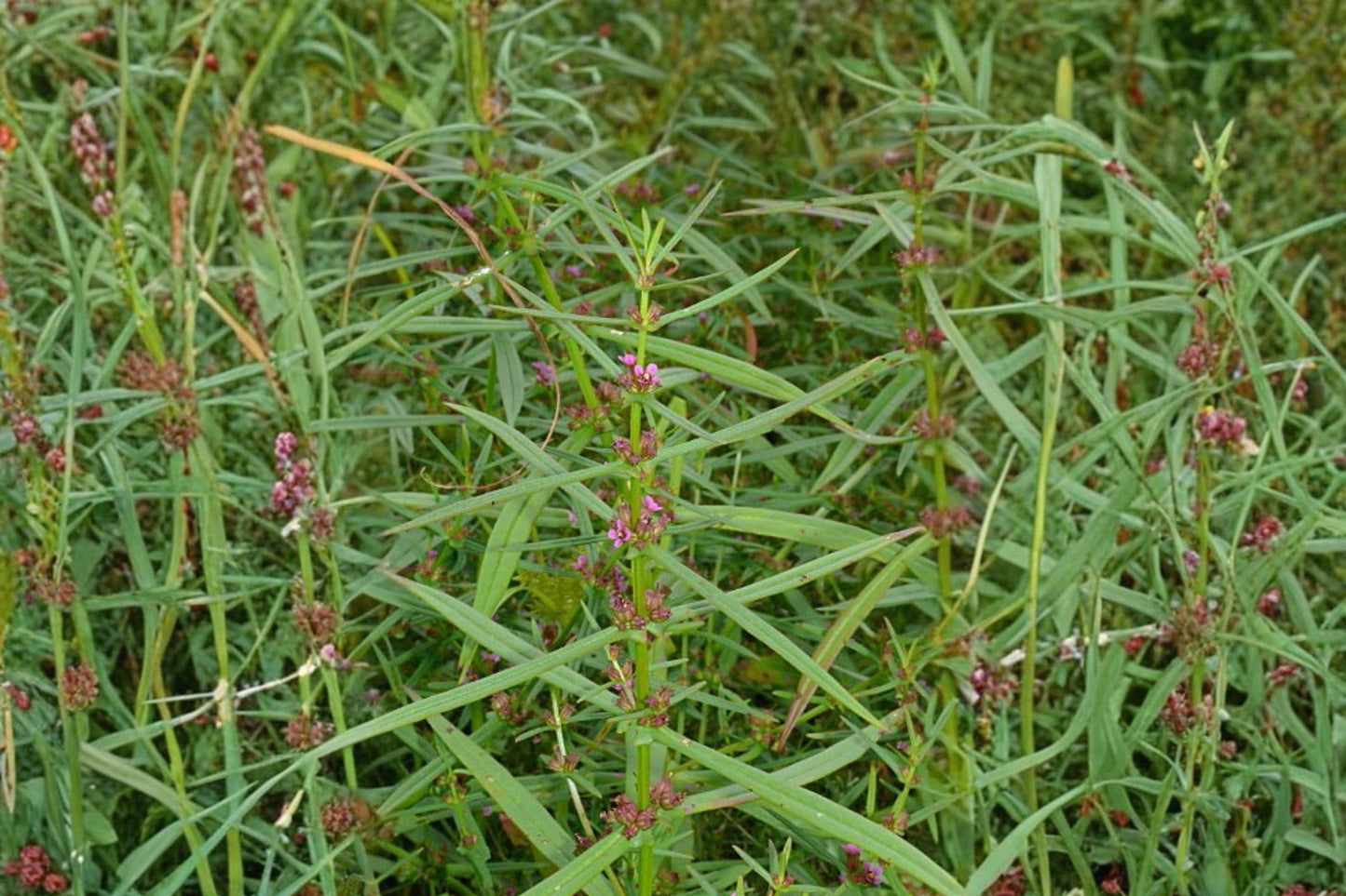 Scarlet Toothcup Seeds 1000 Ammannia coccinea Wetland Native Annual for Pond Edges & Marshes