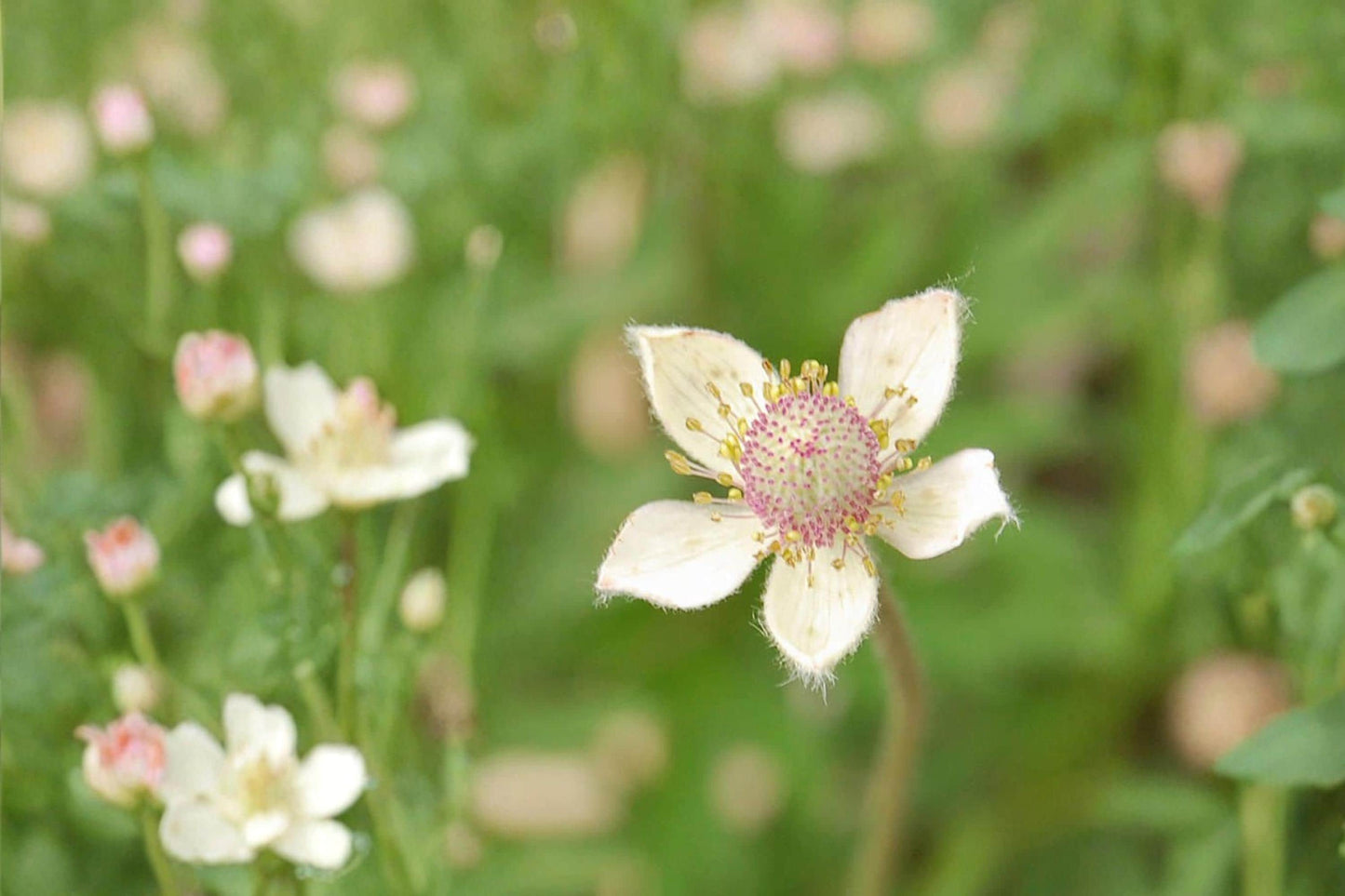 Thimbleweed Seeds 100 Pack – Anemone cylindrica White Wildflower Native Perennial for Prairie & Meadow Gardens