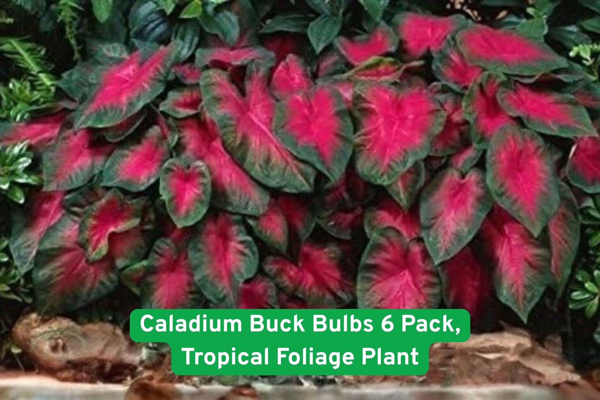 caladium bulbs, tropical foliage plant, colorful garden plant, shade garden plant, decorative foliage, container plant, tropical landscaping, garden borders, low maintenance plant, vibrant leaves, indoor outdoor plant, tuber bulbs, lush garden decor