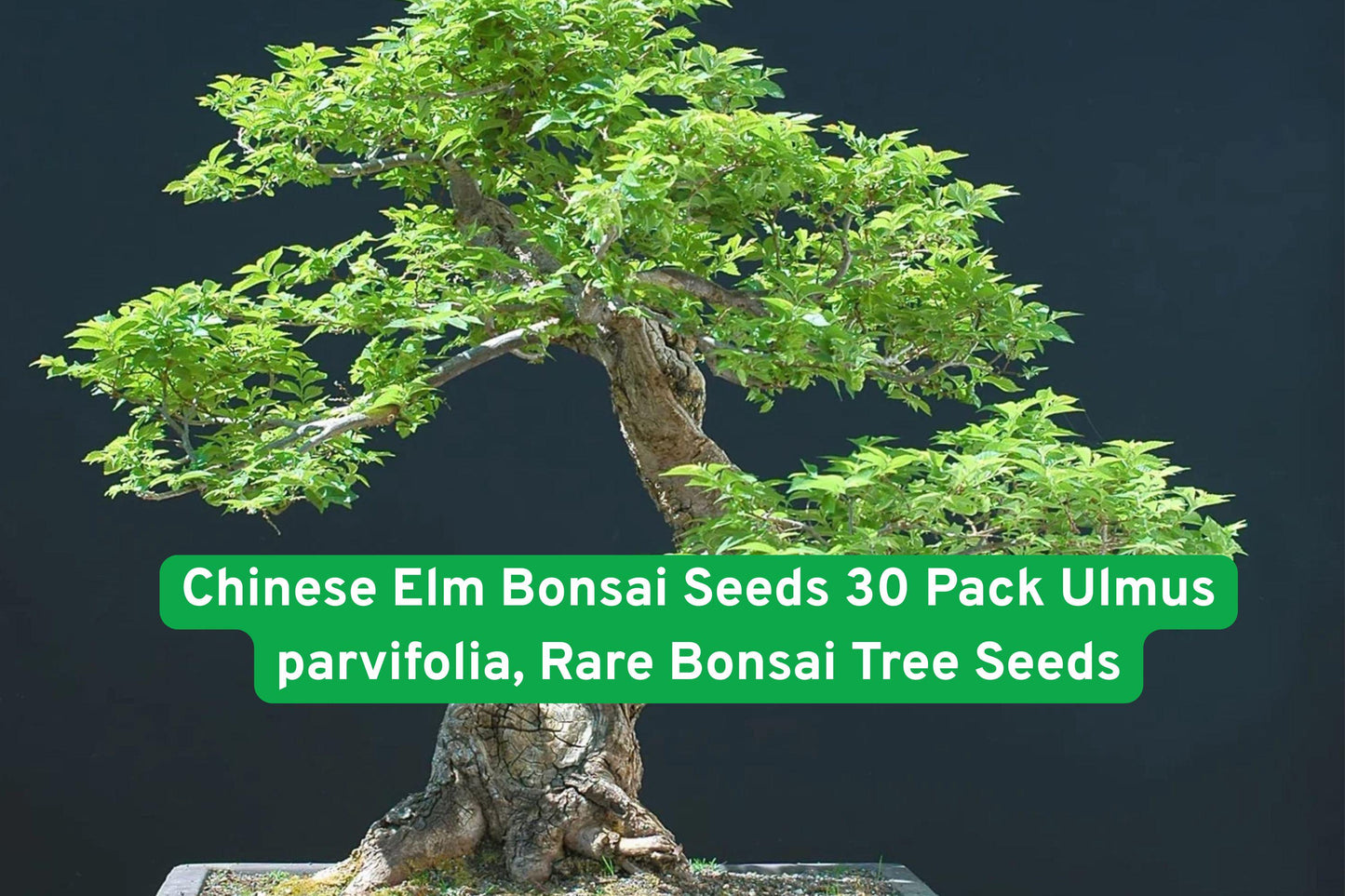 Chinese Elm Seeds, Bonsai Tree Seeds, Ulmus parvifolia, Indoor Bonsai Seeds, Outdoor Bonsai Seeds, Beginner Bonsai Seeds, Miniature Tree Seeds, Green Foliage Seeds, Rare Plant Seeds, Bonsai Growing Kit, Tree Shaping Seeds, Collectible Bonsai Seeds, Easy Grow Bonsai