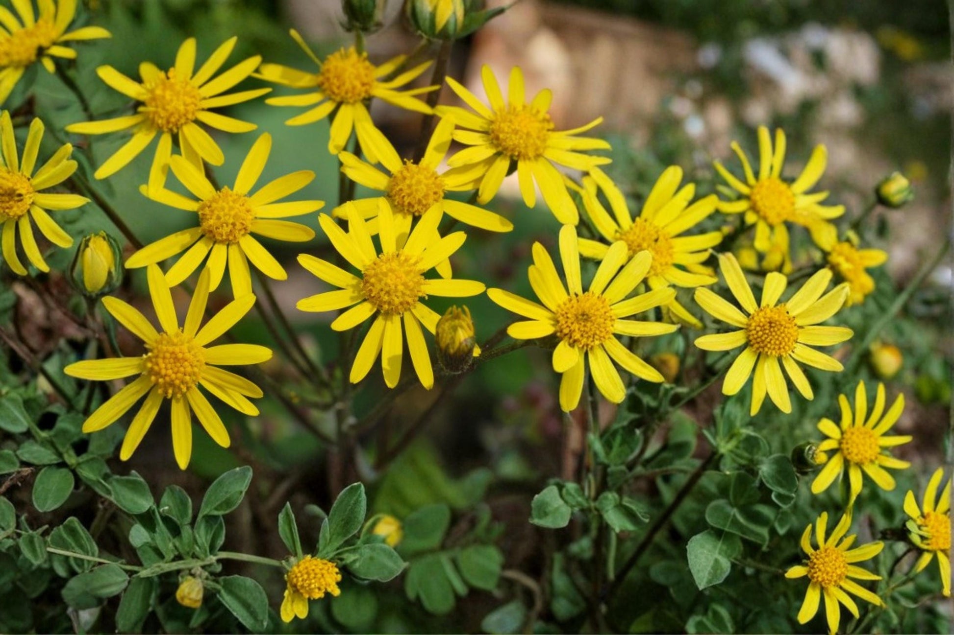 Golden Ragwort Seeds – Packera aurea Herbaceous Perennial with Bright Yellow Daisy Flowers, Native Wildflower for Gardens