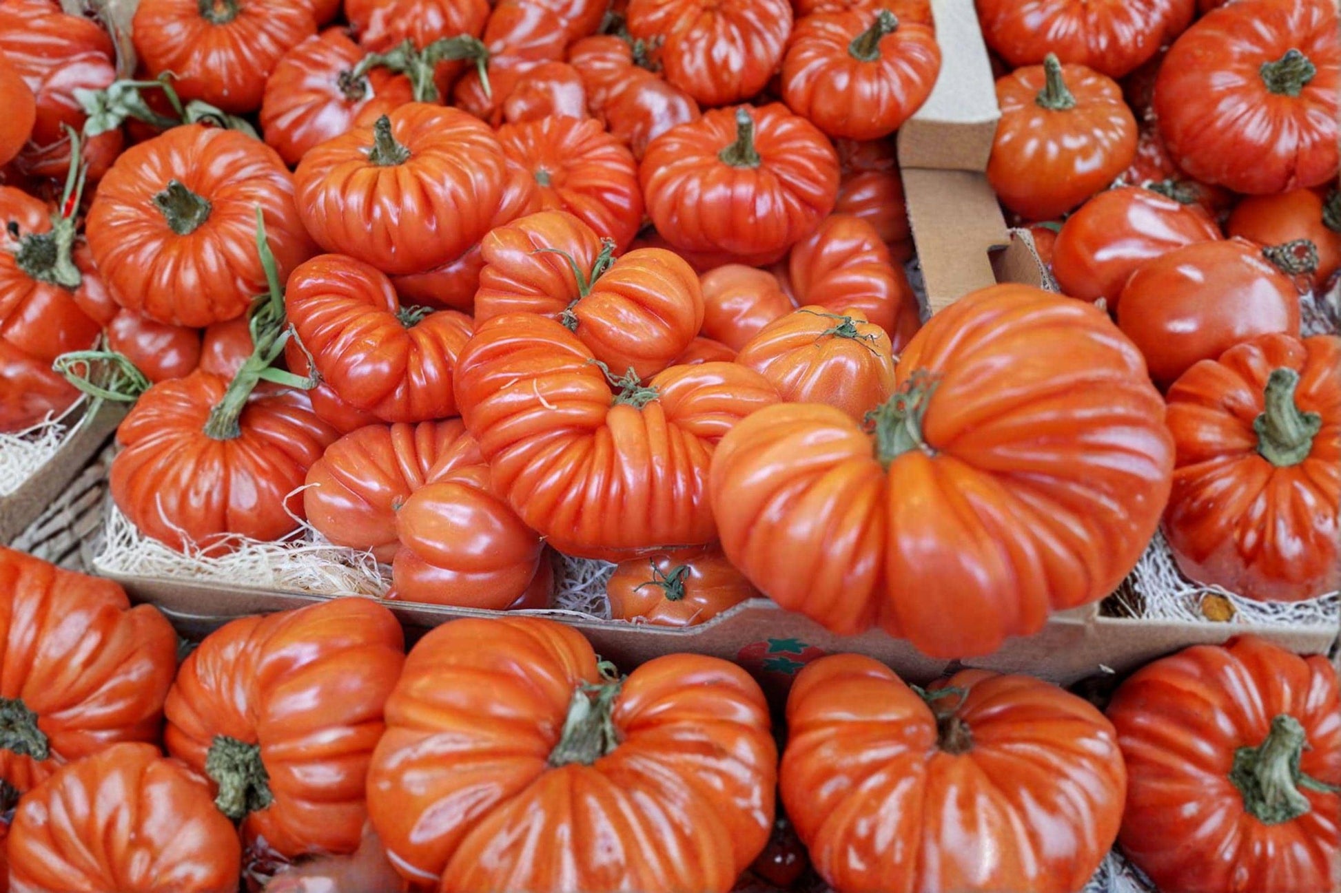 Costoluto Genovese Tomato Seeds – Italian Heirloom, Ribbed Cooking Tomato for Sauces & Salads, 120+ Seeds