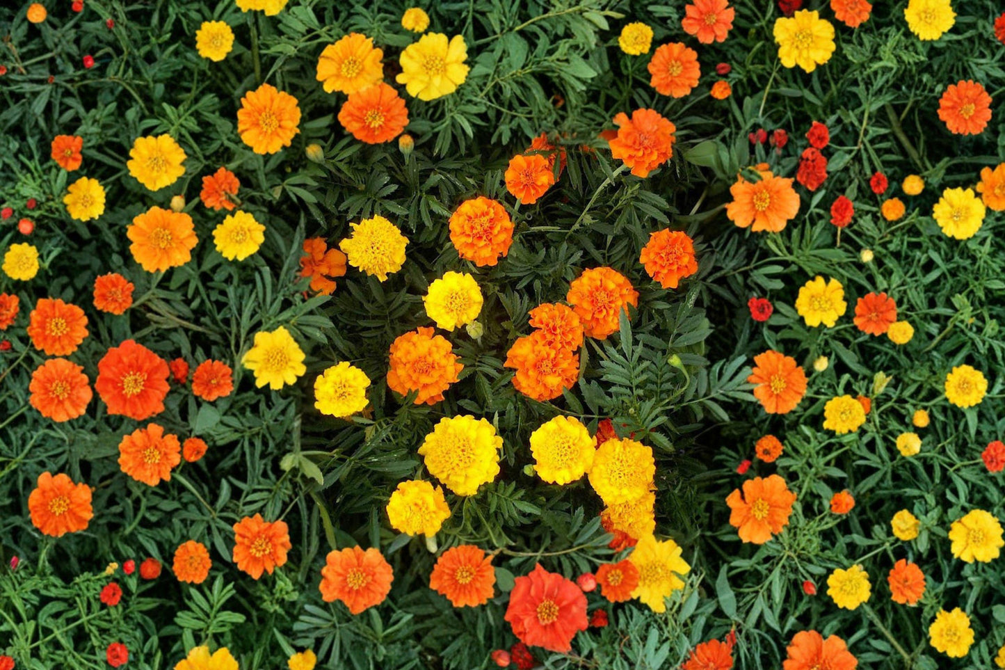 African Marigold Seeds Crackerjack Mix, AAS Winner, Bright Large Blooms, Annual Garden Flowers