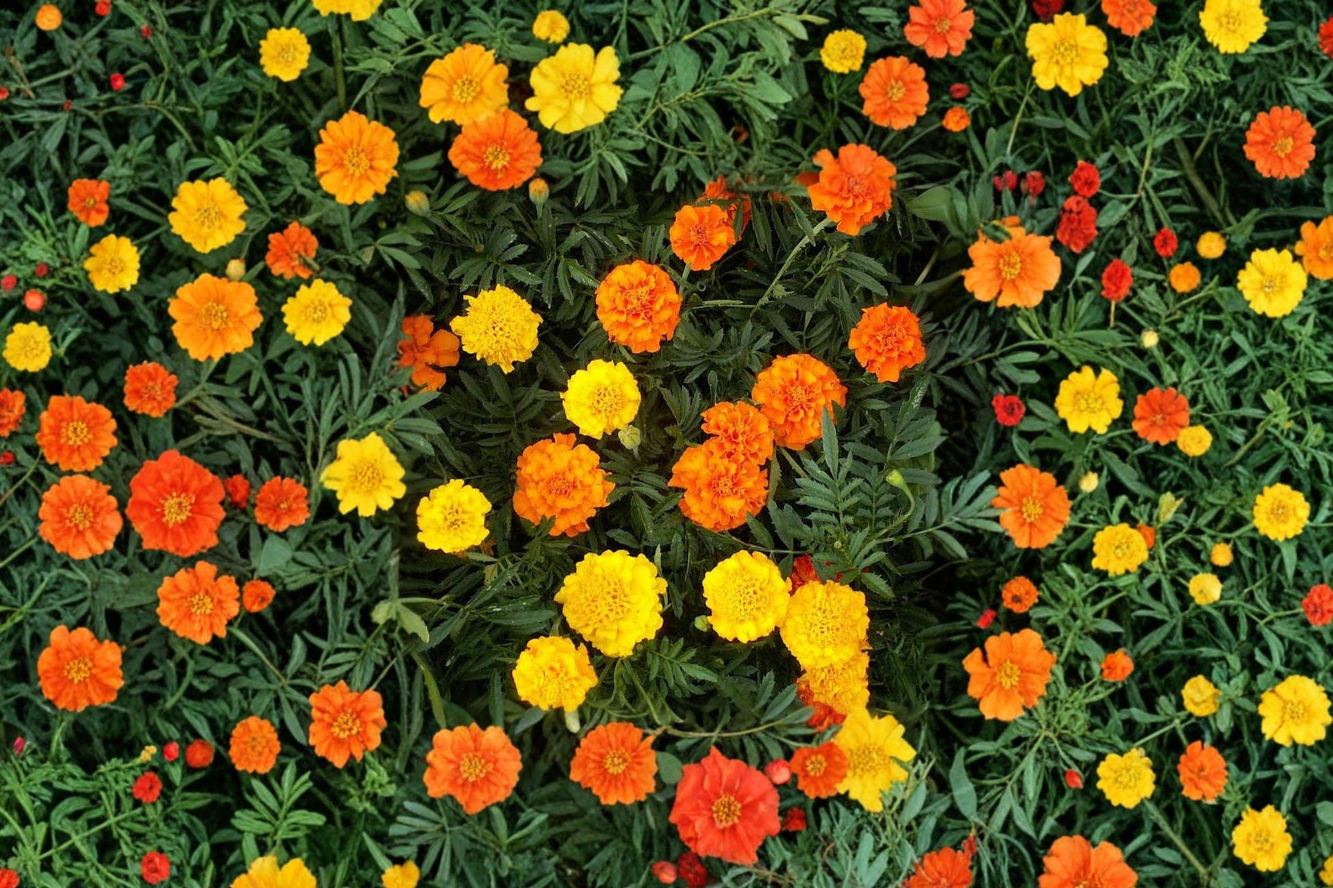African Marigold Seeds Crackerjack Mix, AAS Winner, Bright Large Blooms, Annual Garden Flowers