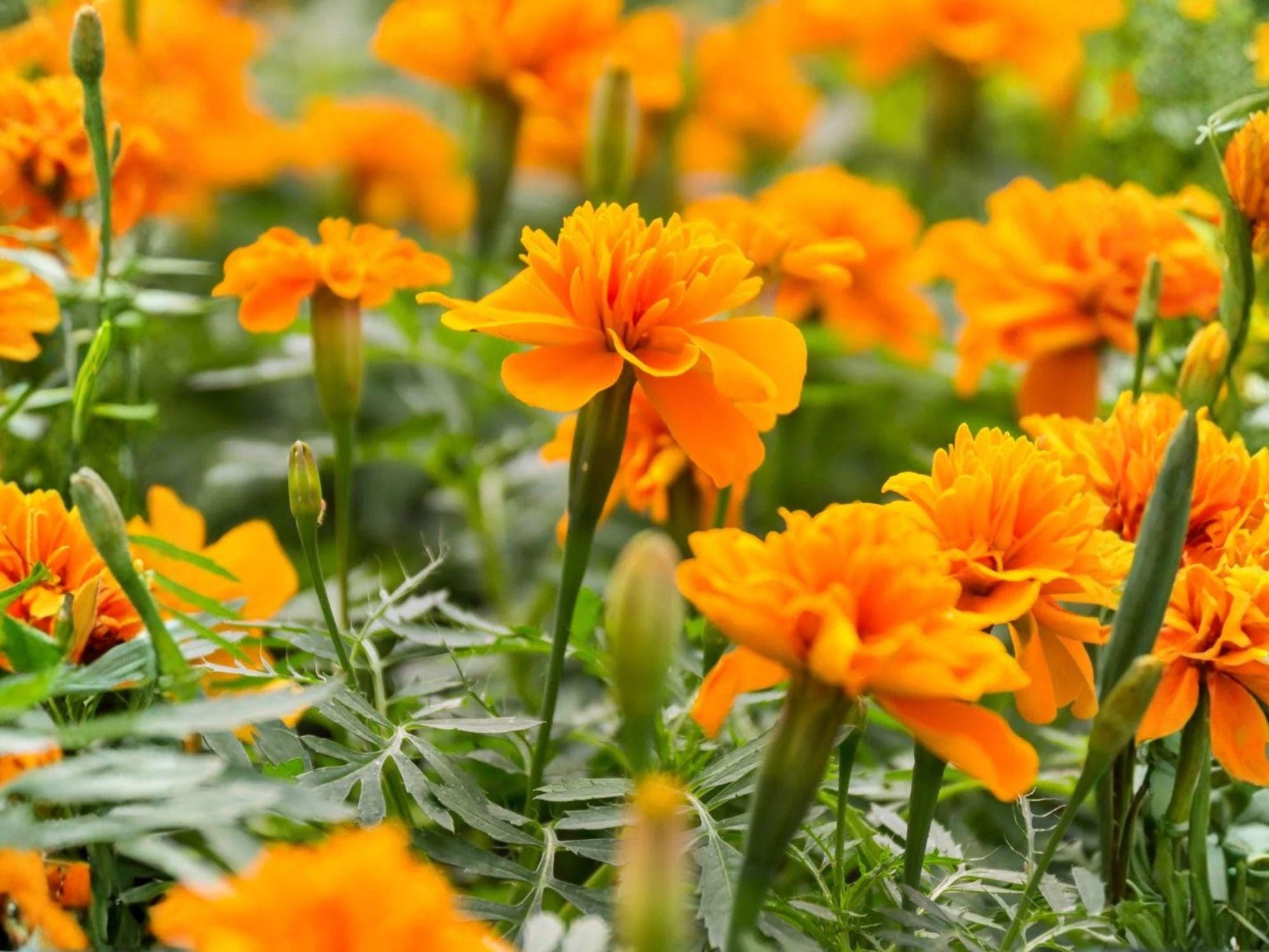 Crackerjack African Marigold Seeds – Tall Orange Yellow Heirloom Garden Flower (100 Seeds) Tagetes erecta