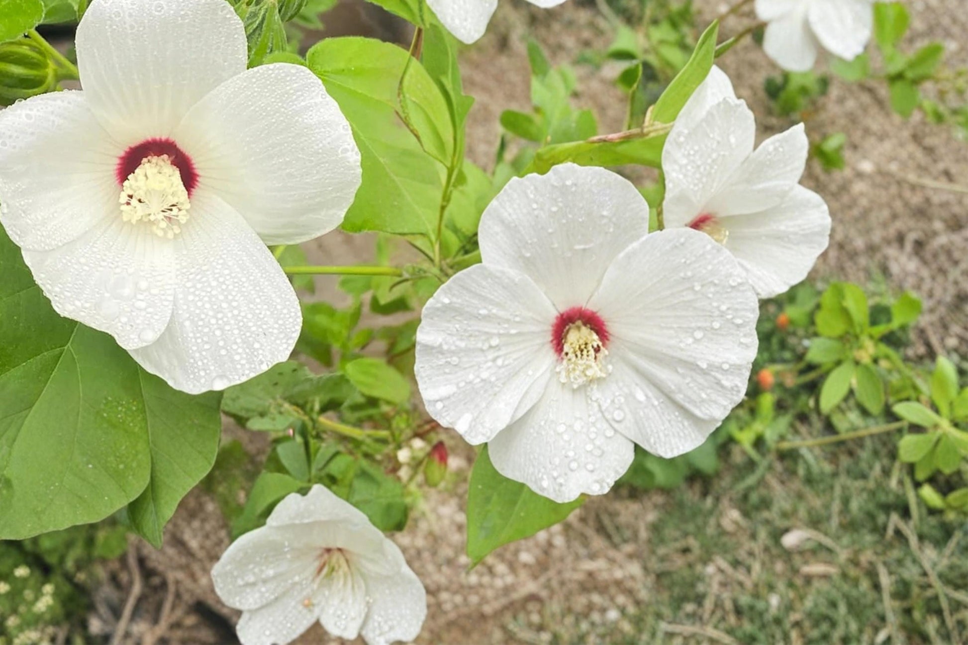 Hairy-fruited Hibiscus Seeds, Herbaceous Perennial, Pale Pink to White Flowers, Hibiscus lasiocarpos, Wetland & Pond Edge Plant