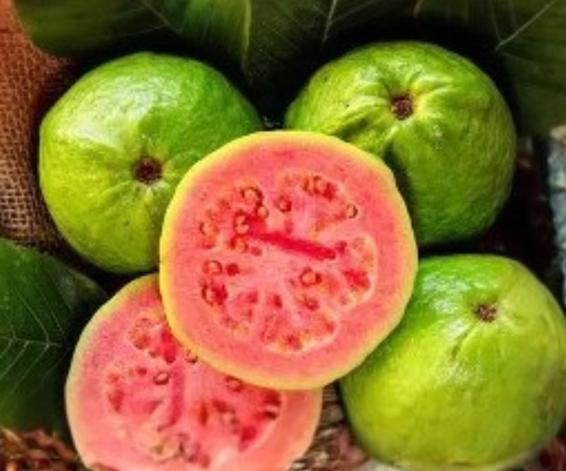 Grafted Ruby Guava Tree Live Plant 1 Gallon Tropical Fruit Tree, Small Grafted Guava for Patio & Garden