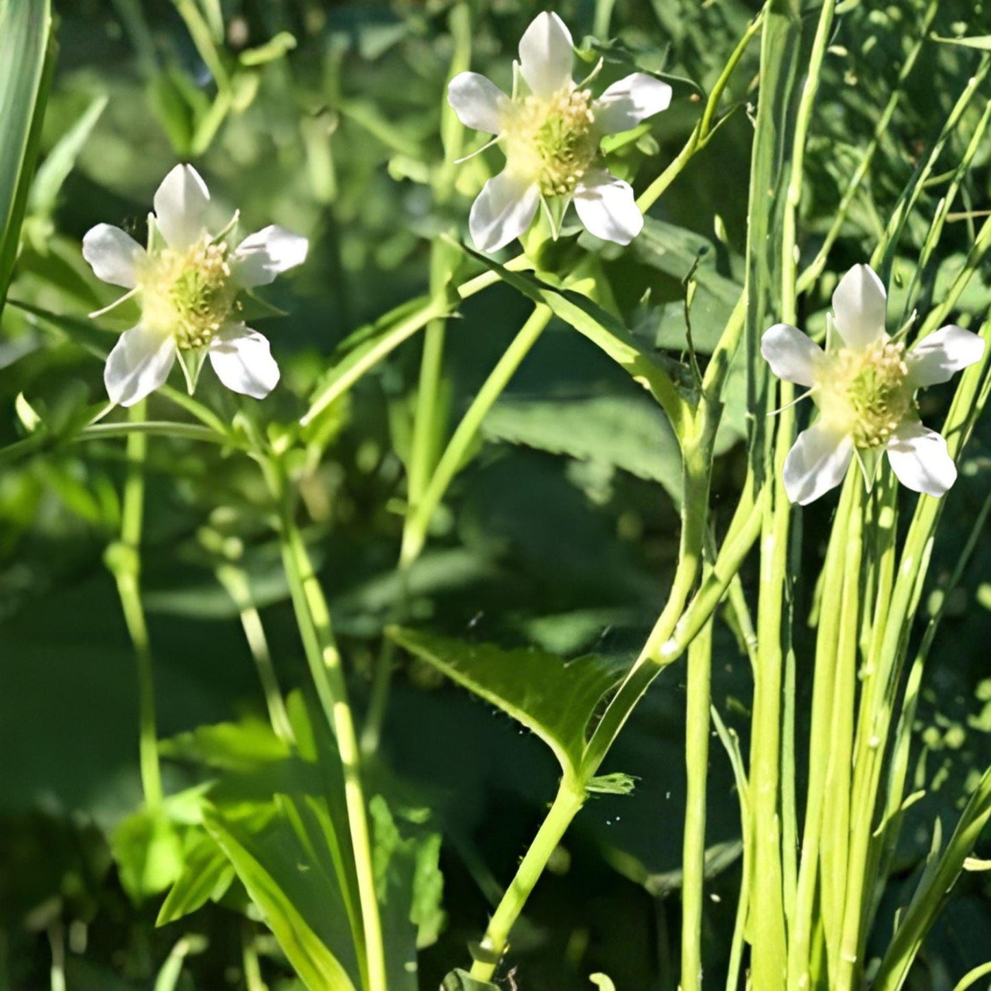 White Avens Seeds – Native Perennial Wildflower with White Flowers – Geum canadense, 100 Seeds