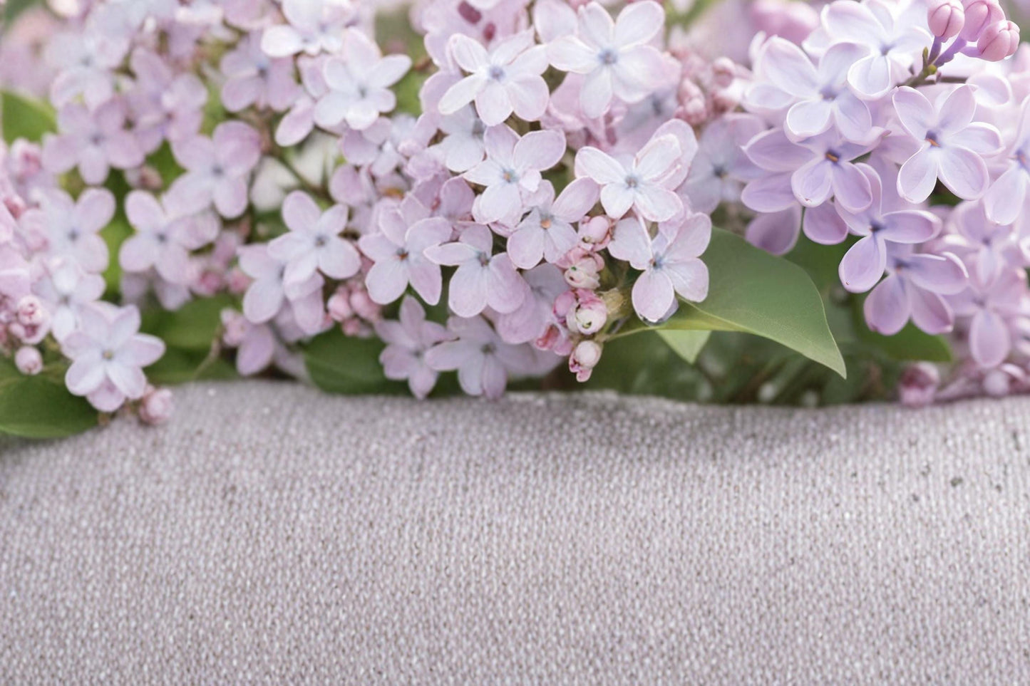 Early Lilac Seeds – Syringa oblata, Fragrant Purple Pink Flowering Shrub, Deciduous Garden Plant, Hedges & Borders