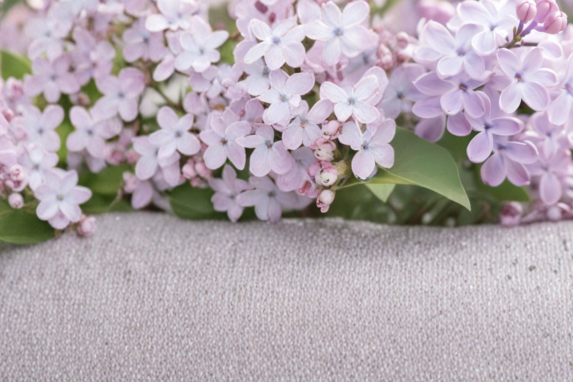 Early Lilac Seeds – Syringa oblata, Fragrant Purple Pink Flowering Shrub, Deciduous Garden Plant, Hedges & Borders