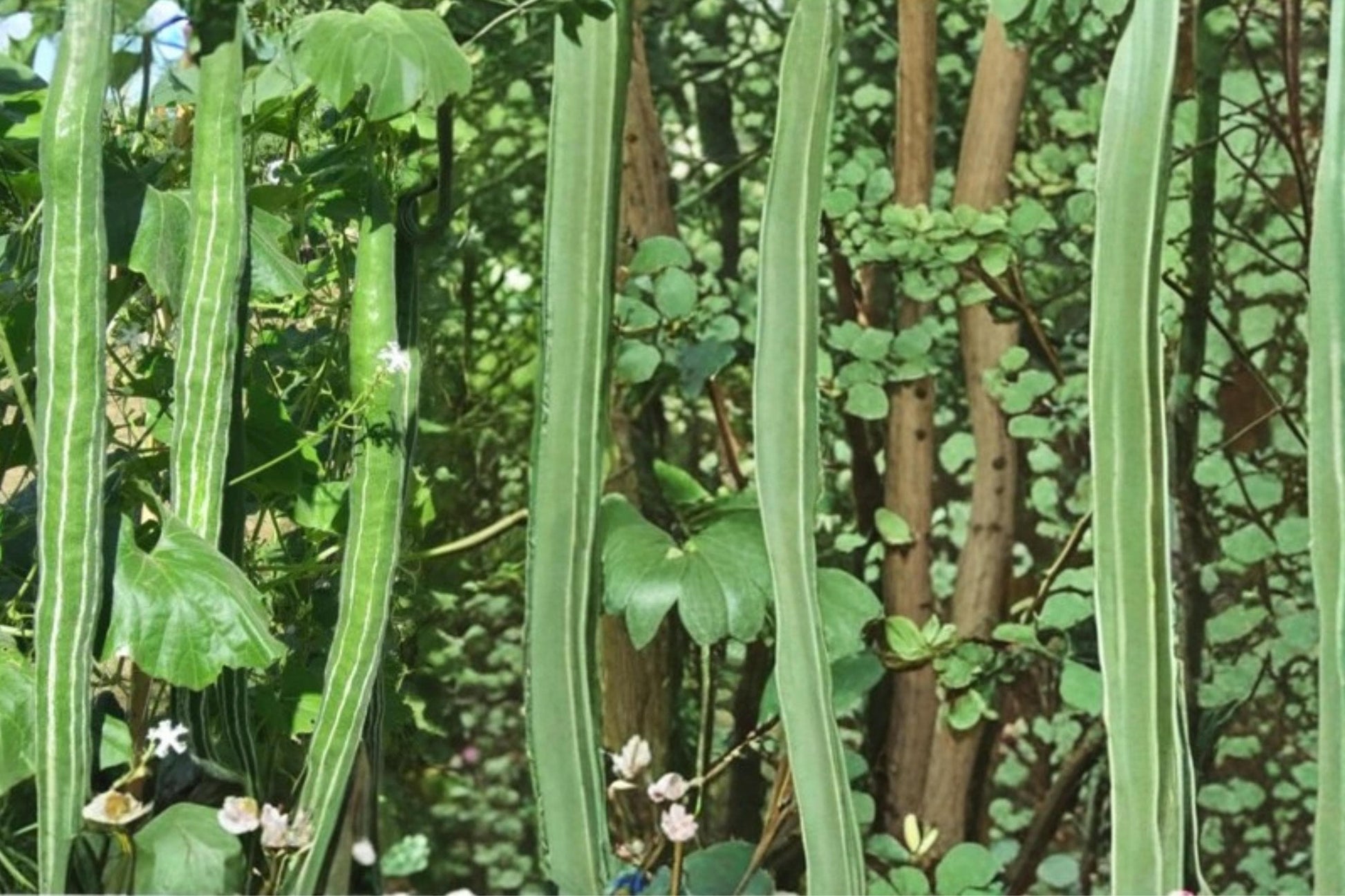 Snake Gourd Seeds – Herbaceous Climbing Vine with Long Green Fruits, Lagenaria siceraria, Fast-Growing Annual Vegetable Seed