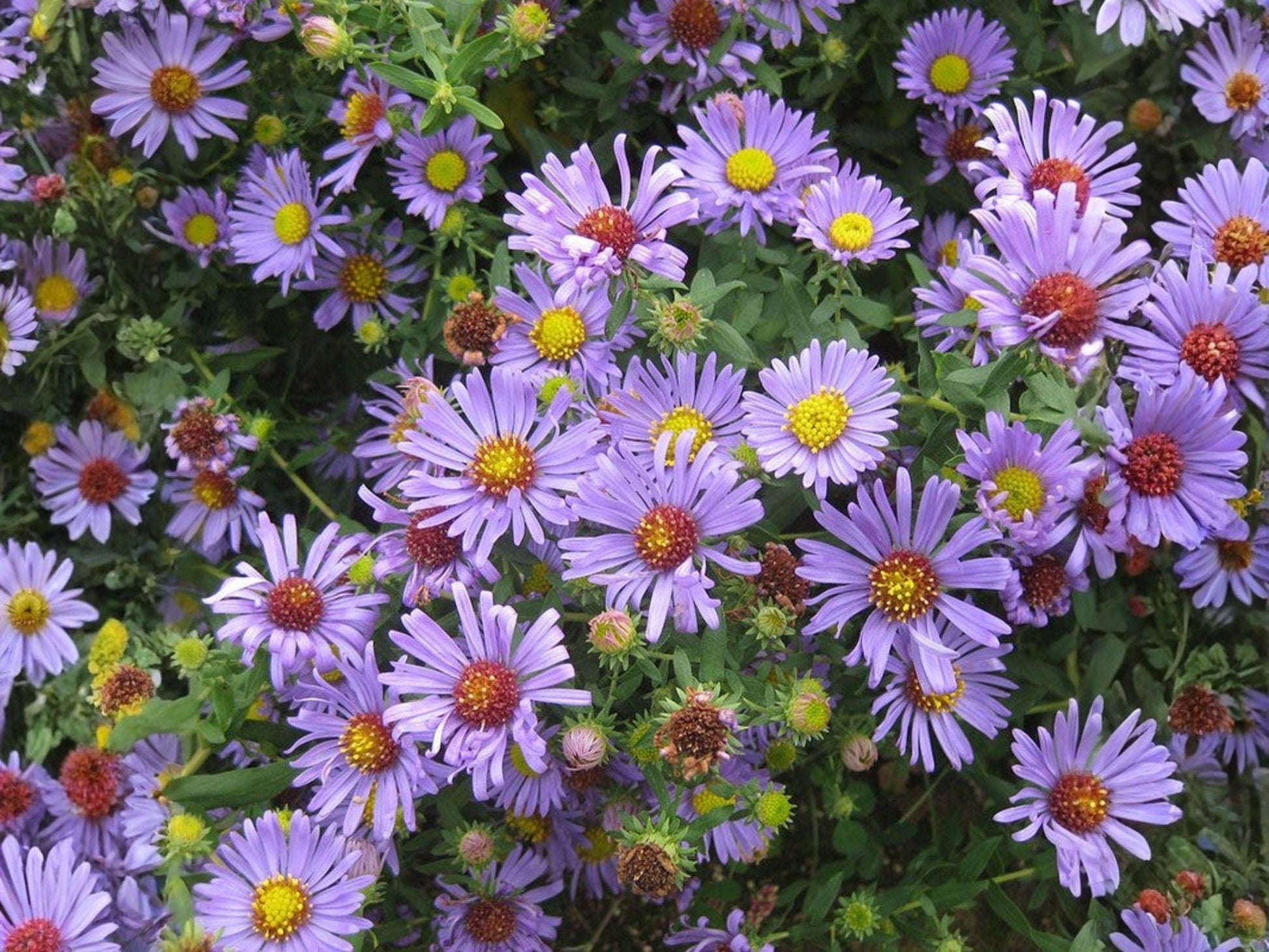 Symphyotrichum firmum Shining Aster Purple Flower Seeds – Native Perennial Pollinator Garden, Heirloom, Non-GMO, 100 Seeds
