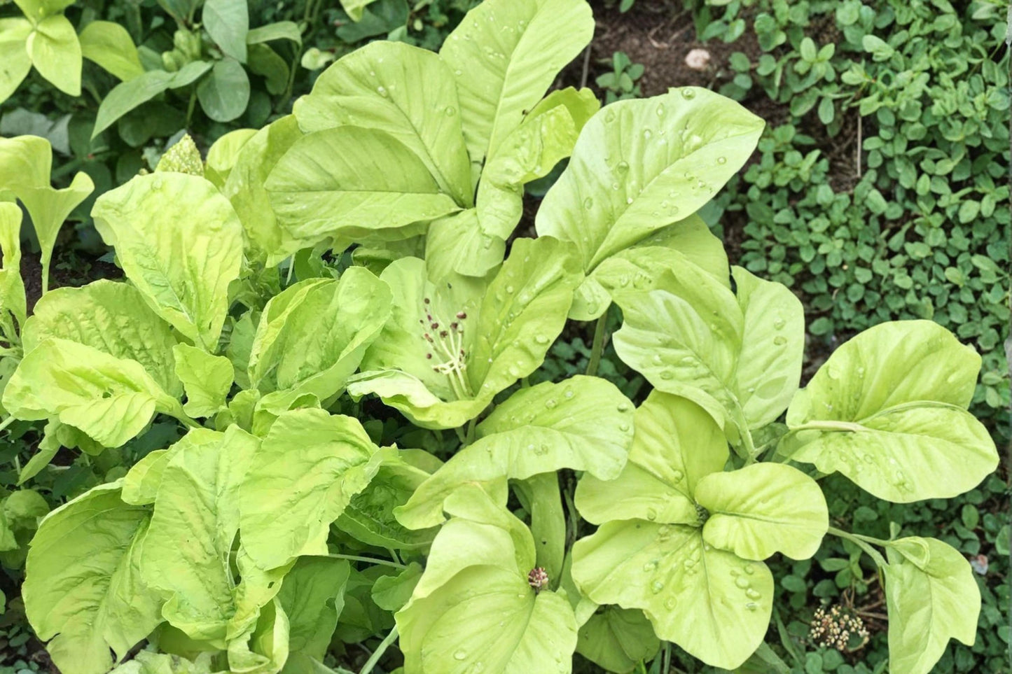 White Leaf Amaranth Seeds – Amaranthus mangostanus, Herbaceous Annual, Fast-Growing Green Foliage, Garden Bed, Full Sun, 500 Seeds