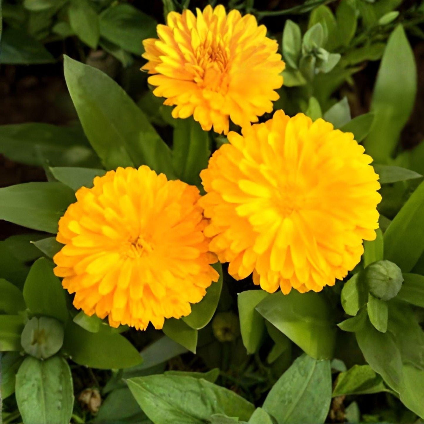 Calendula Seeds Pacific Beauty Dark Yellow – Pollinator Friendly, Easy Grow Calendula officinalis Flowers for Garden, Containers