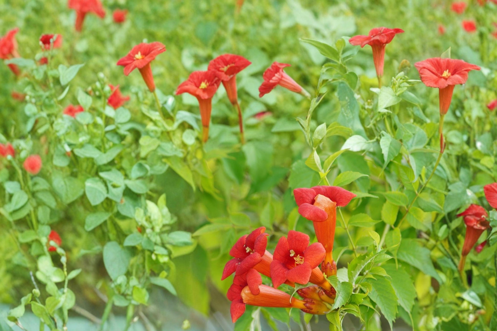 Trumpet Creeper Vine Seeds – Campsis radicans, Bright Orange Tubular Flowers, Climbing Woody Perennial Vine for Gardens and Fences