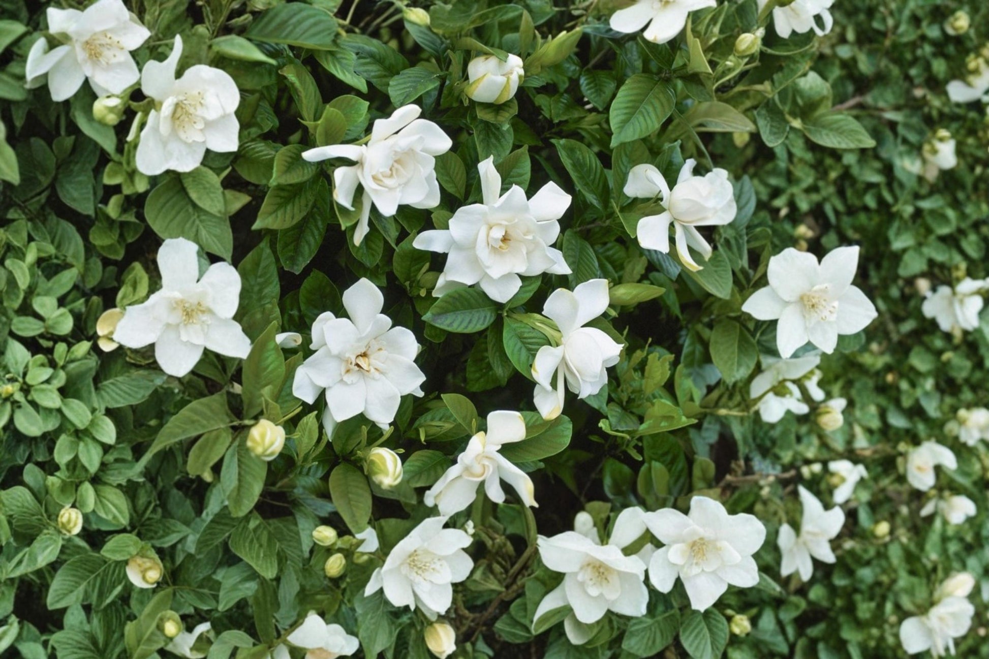 Cape Jasmine Seeds – Gardenia jasminoides Evergreen Shrub with Creamy White Flowers & Glossy Foliage