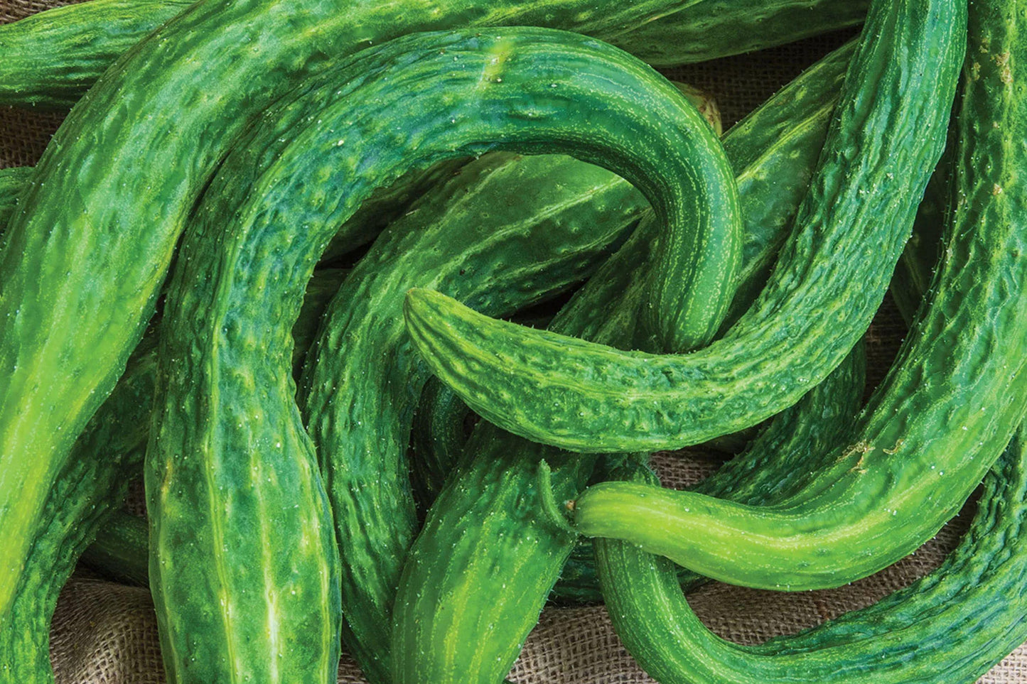 Dragon Suhyo Cucumber Seeds, Rare Japanese Heirloom, Climbing Vine, Crisp Sweet Fruit, Non-GMO, 25+ Seeds