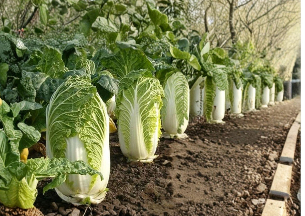 500+ Kyoto No 3 Napa Cabbage Seeds, Heirloom Asian Vegetable Seeds for Garden, Chinese Lettuce, Bok Choy, Greens