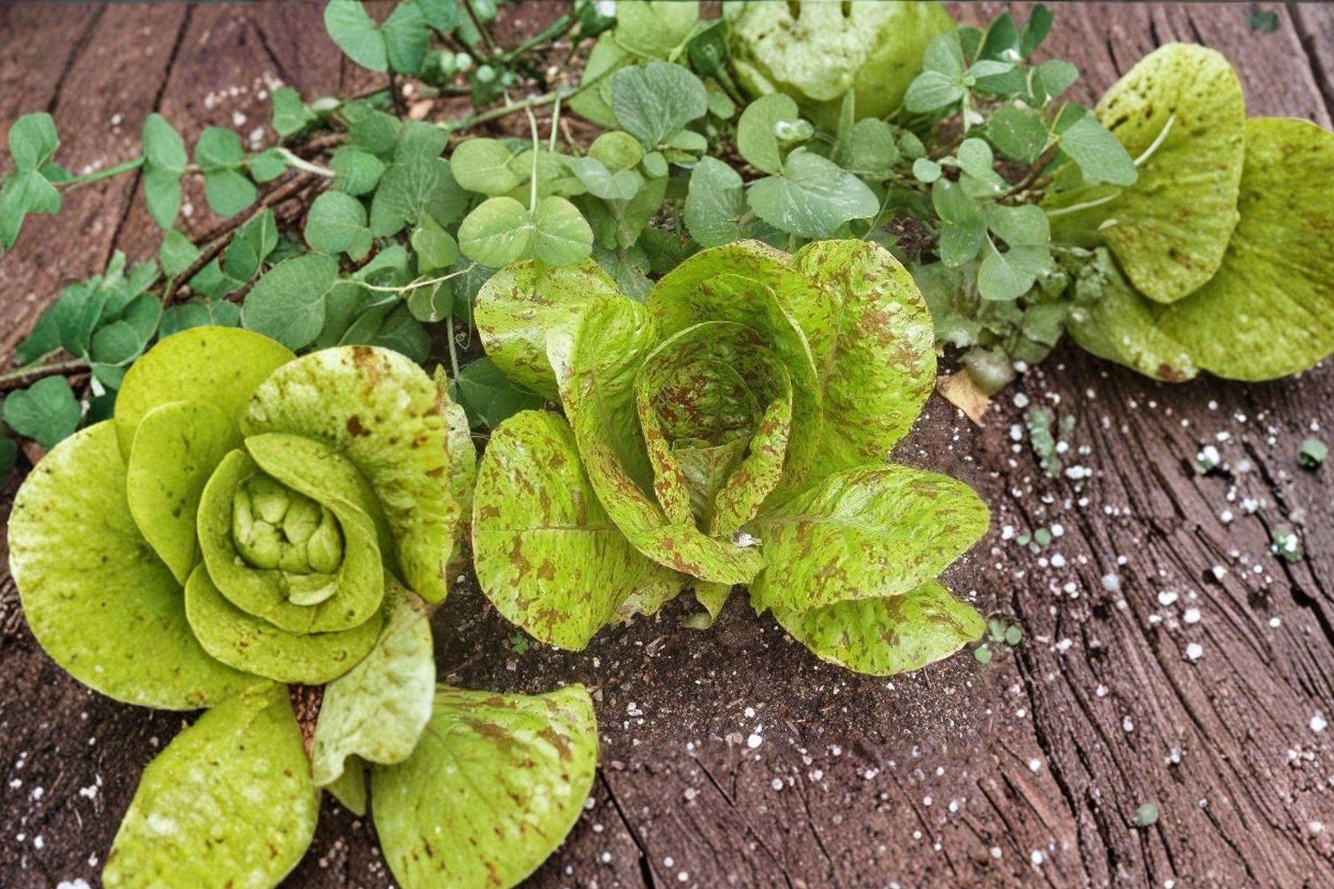 Freckles Romaine Lettuce Seeds - Heirloom, Non-GMO, Speckled Leaf Salad Green, 500+ Seeds